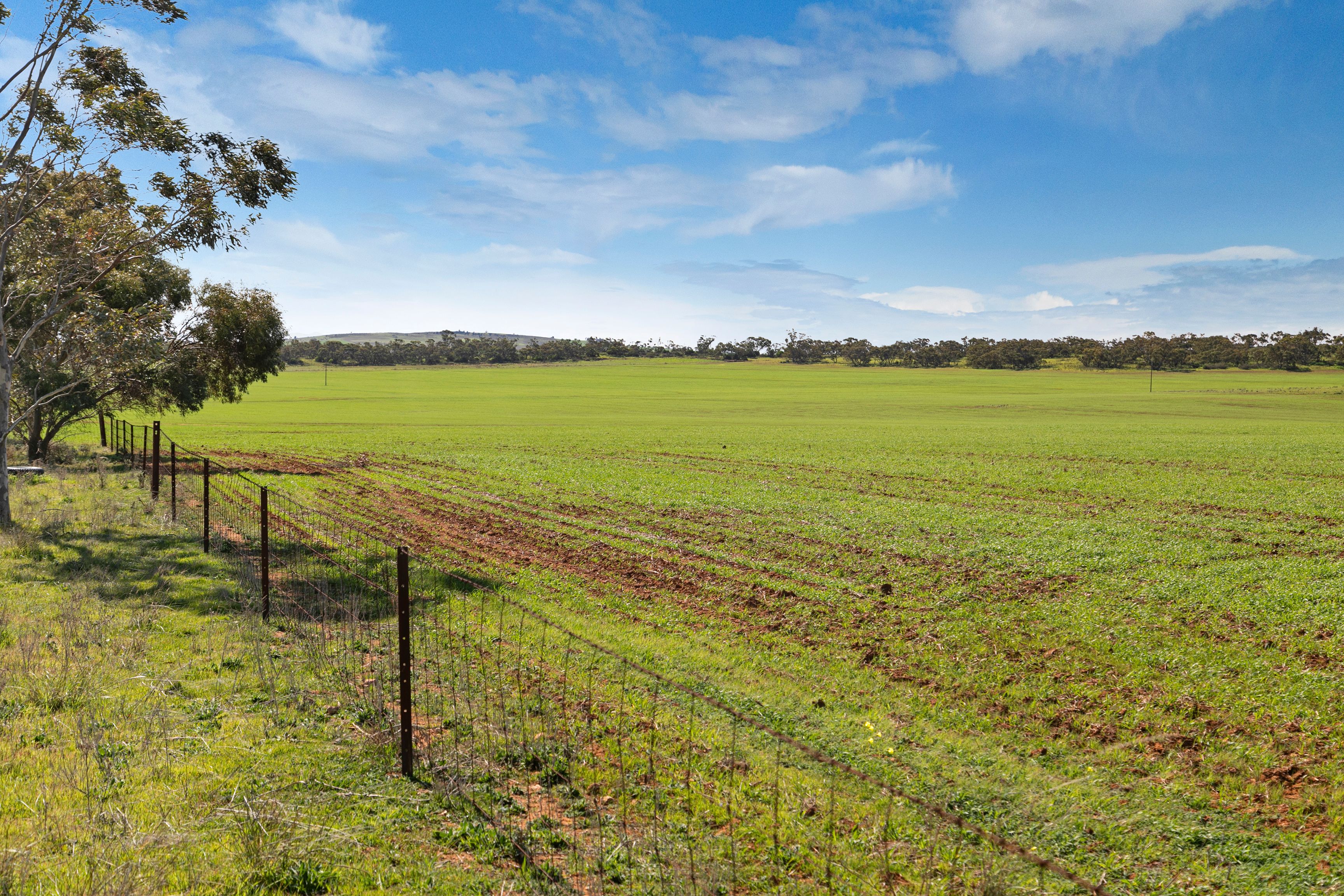 'Yangya' Powerline Road, Gladstone, SA 5473 Sold Rural Cropping Property Ray White Rural