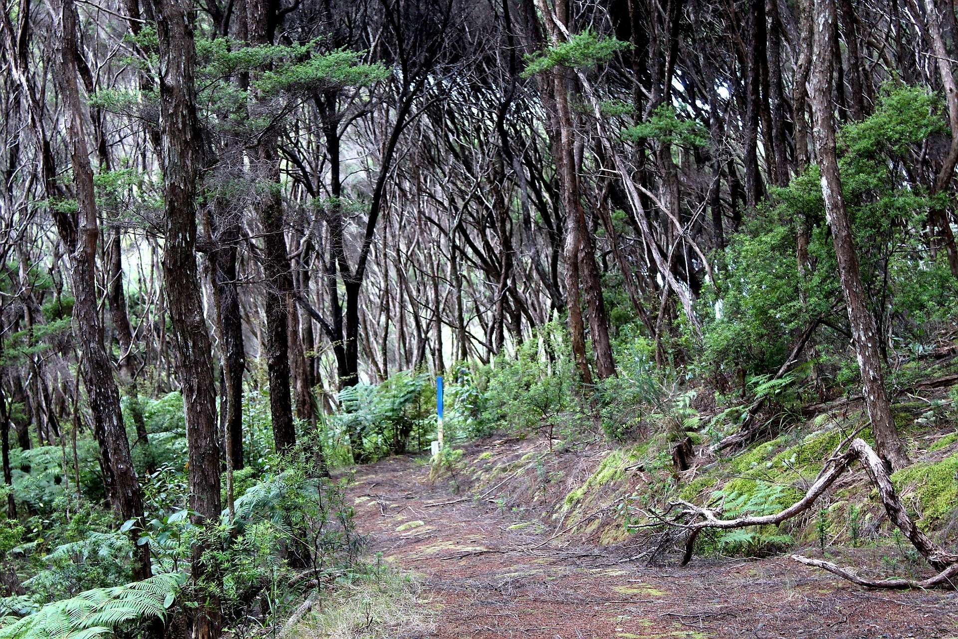 Russell  Far North District  0202 photo 8