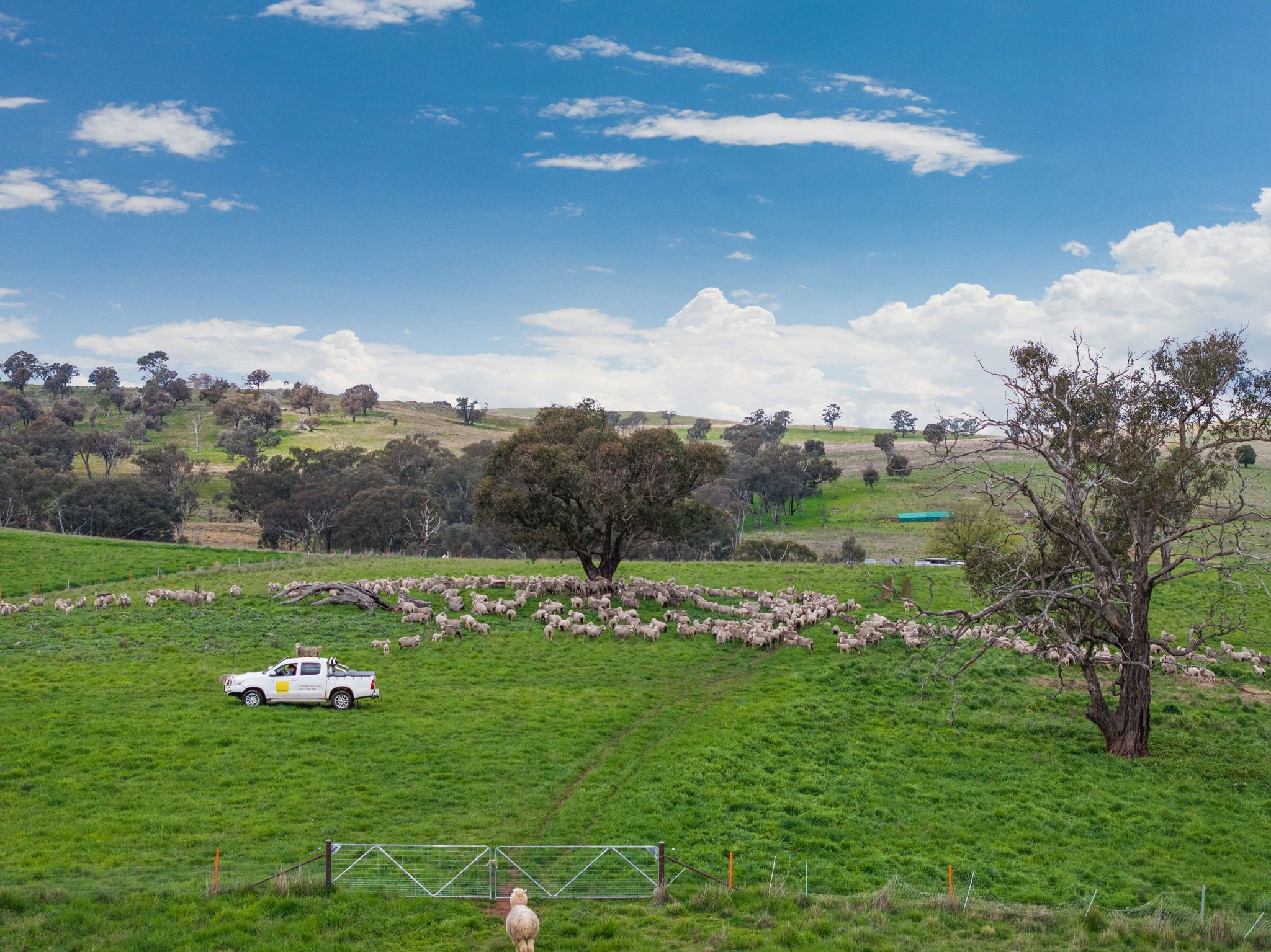 "Reynoldsdale", 1056 Lachlan Valley Way — photo 23 of 30
