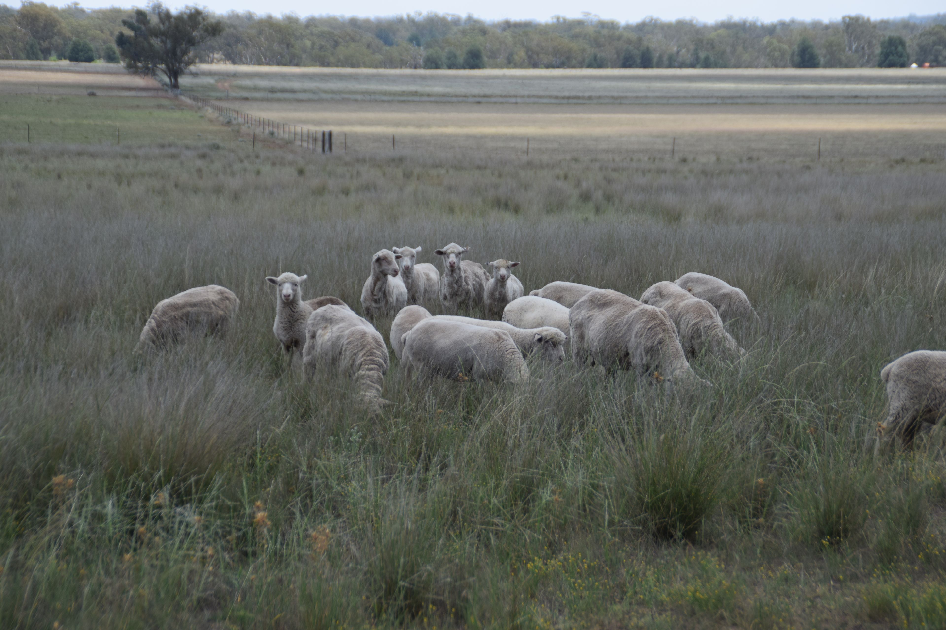 'Illapa' 238L Narromine Road — photo 28 of 30