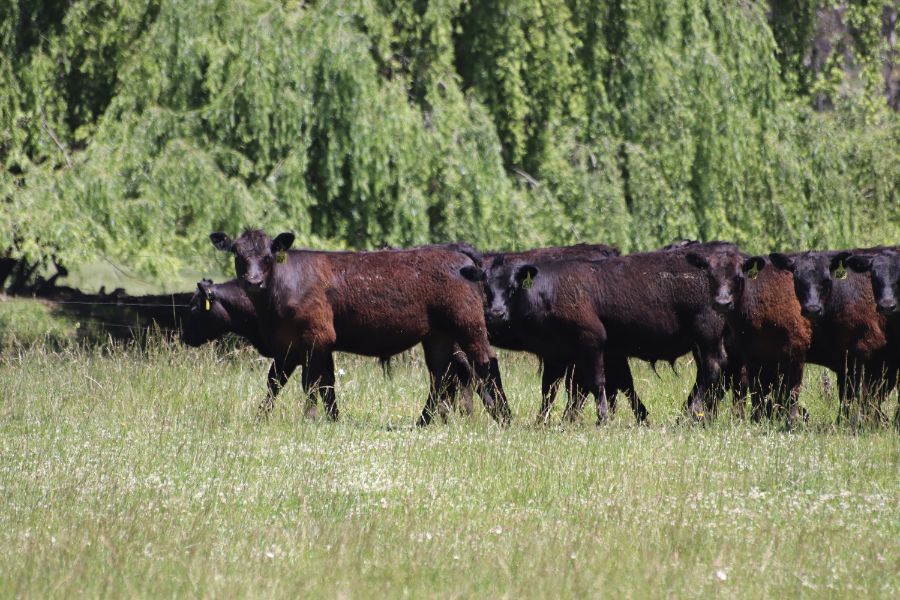 Glen Innes, NSW 2370 - Sold Cattle - Ray White Glen Innes