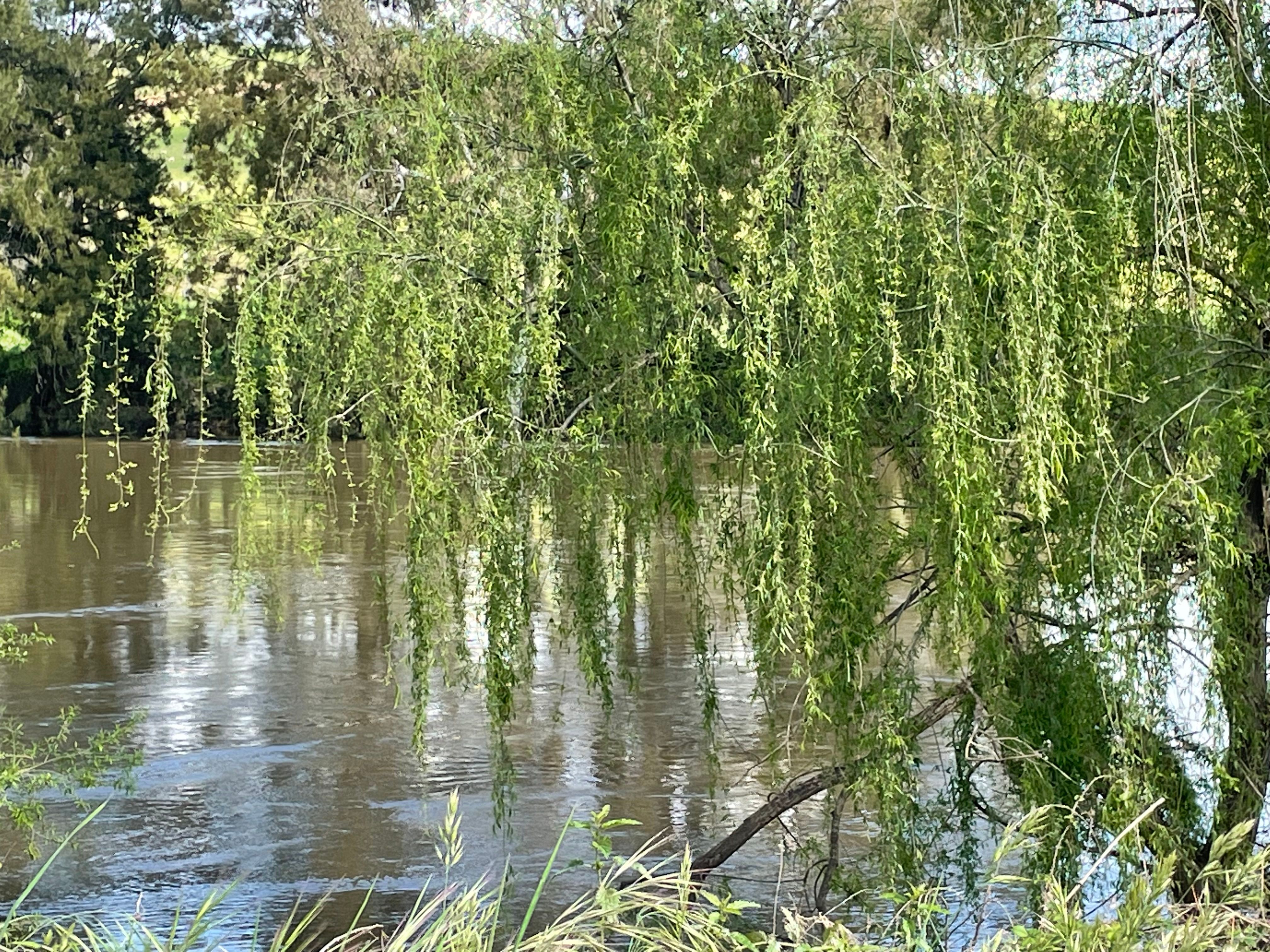 316 Riverside Drive, Jugiong NSW 2726
