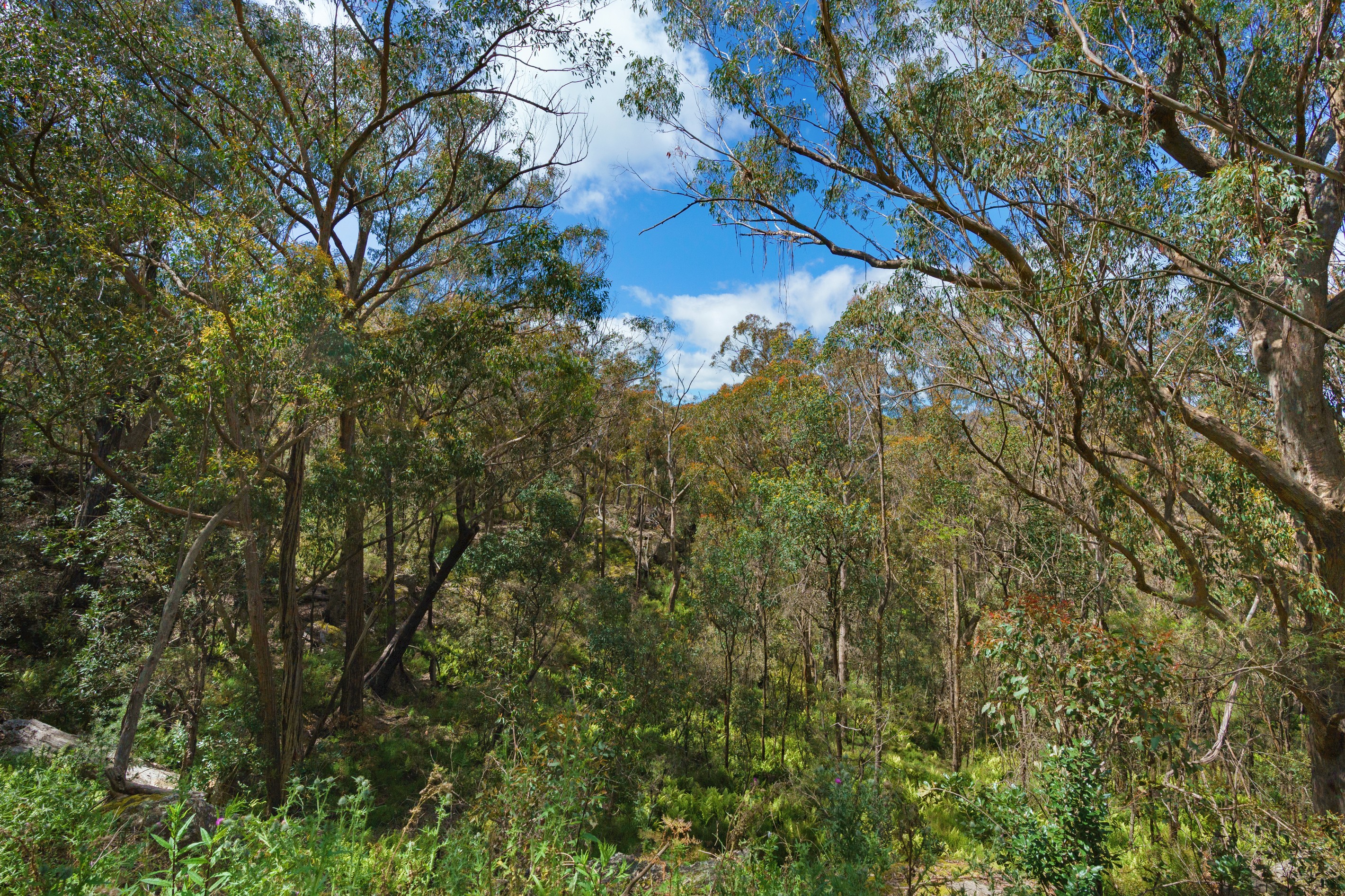 Lot 3 Swifts Lane, Woodlands, NSW 2575