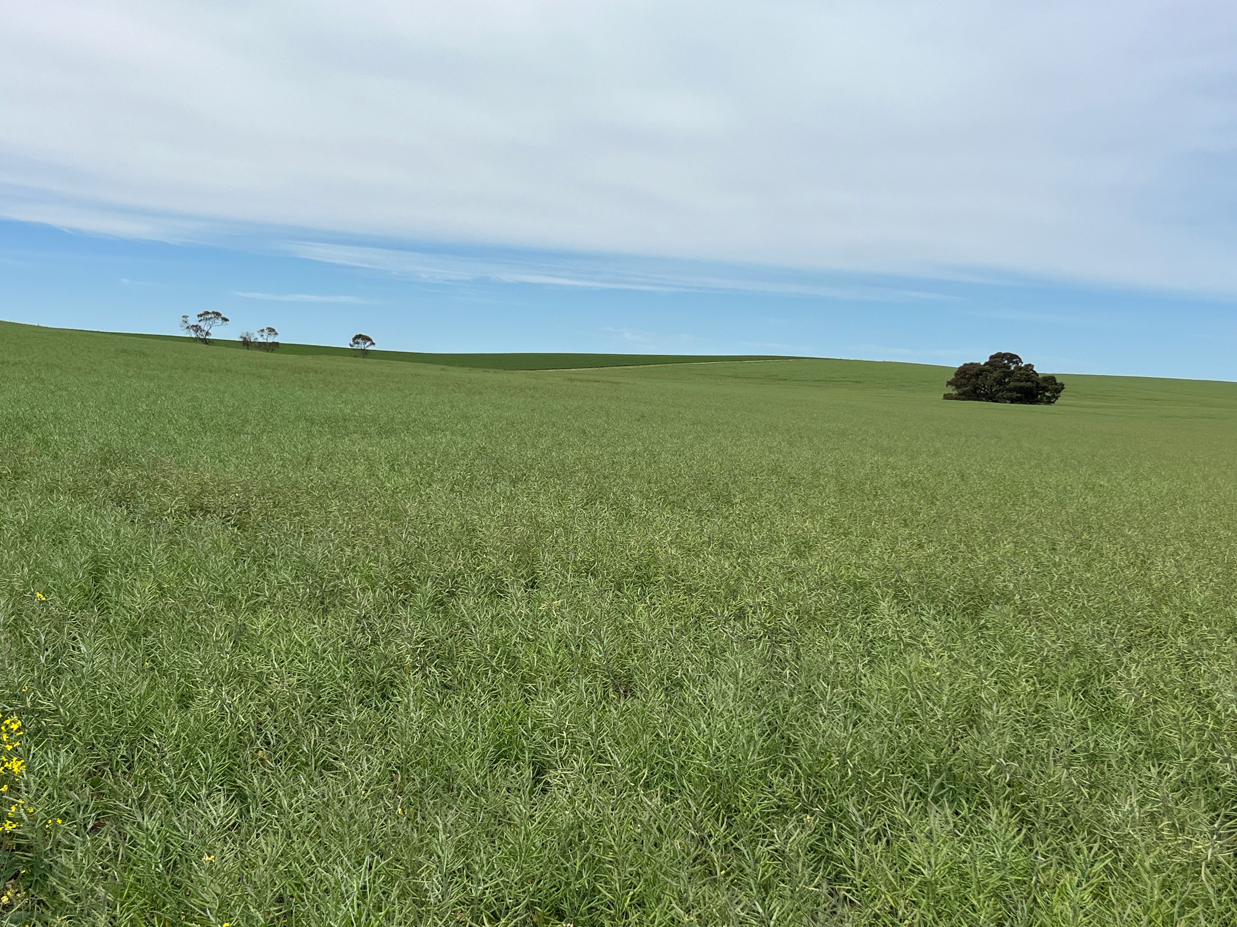 2117 Senior Road, Senior, SA 5268