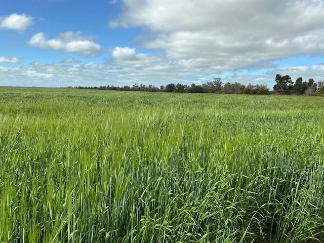 Rural Opportunity Near Kadina — photo 5 of 7