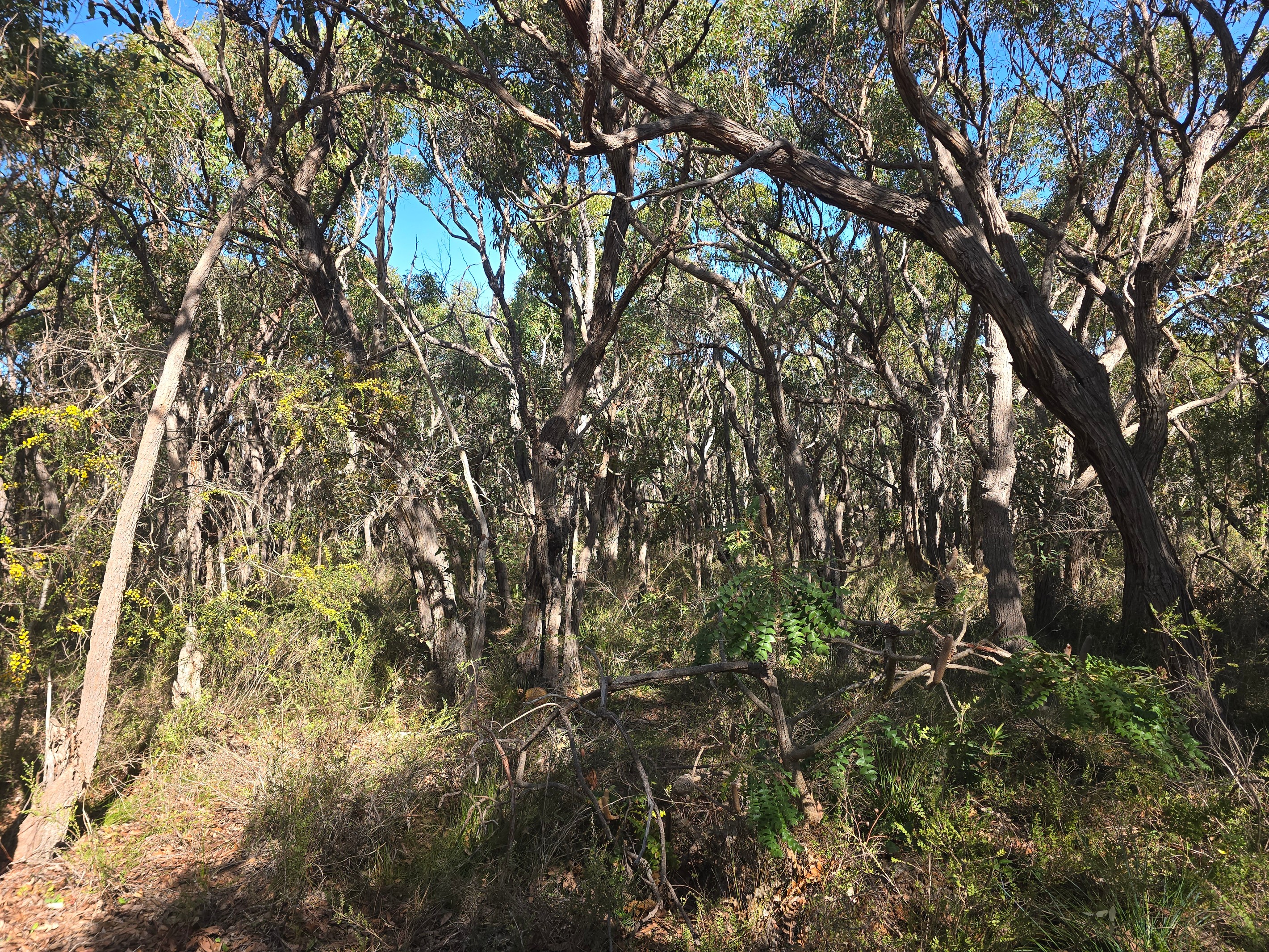 Lot 30 3 Dufty Place, Mount Barker, WA 6324