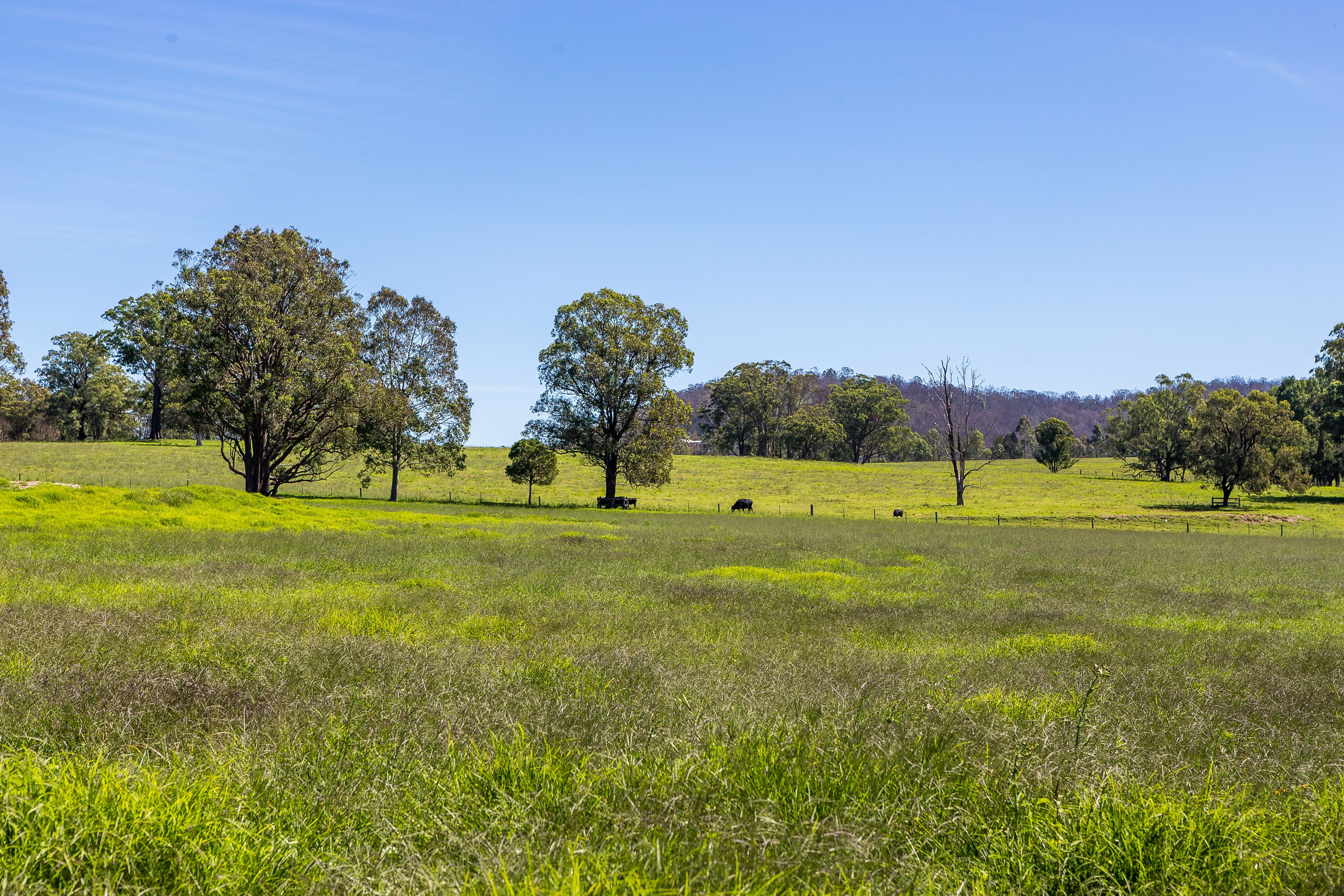 519 Pine Brush Road, Glen William, NSW 2321