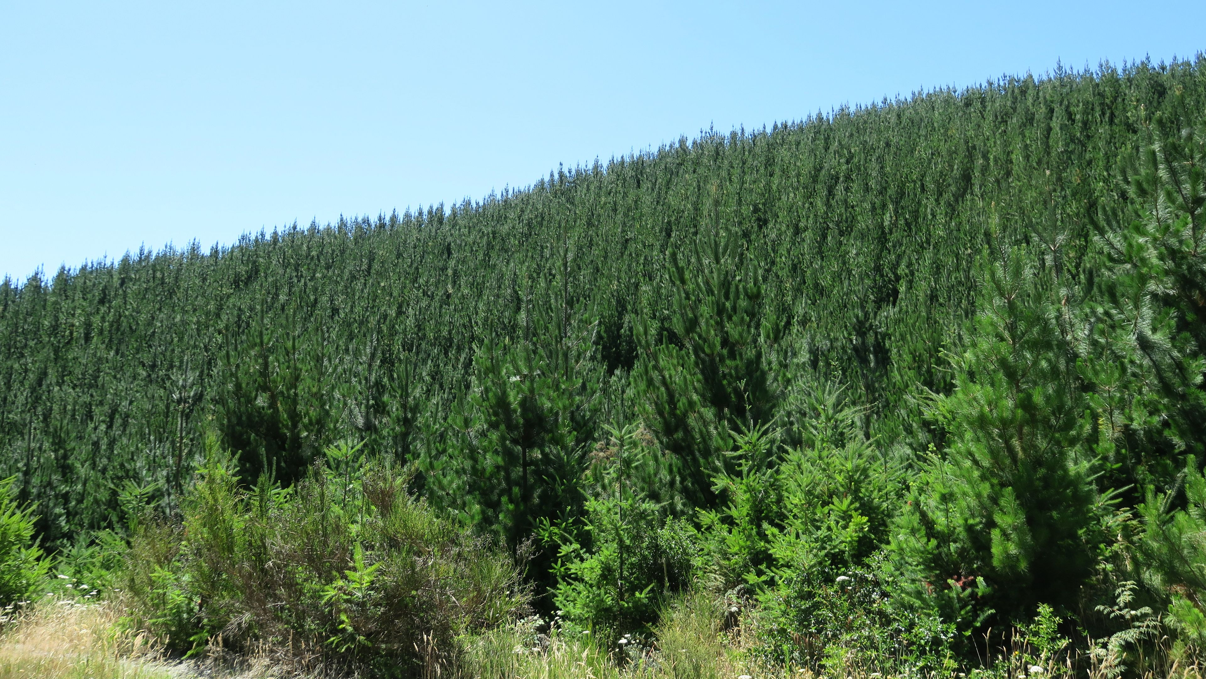 6555 State Highway 63, Wairau Valley, Marlborough District