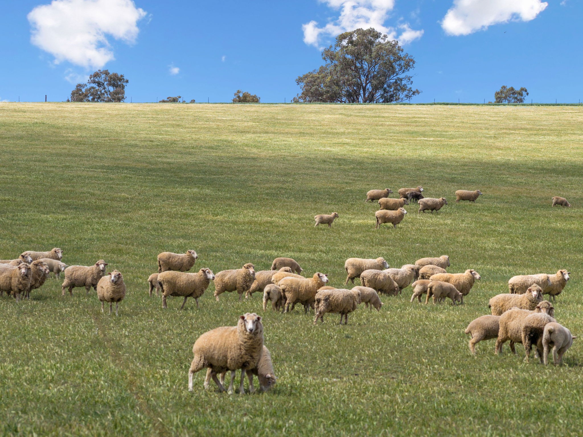 "Bellissima" 630 Astons Lane, Thuddungra Via, Young, NSW 2594