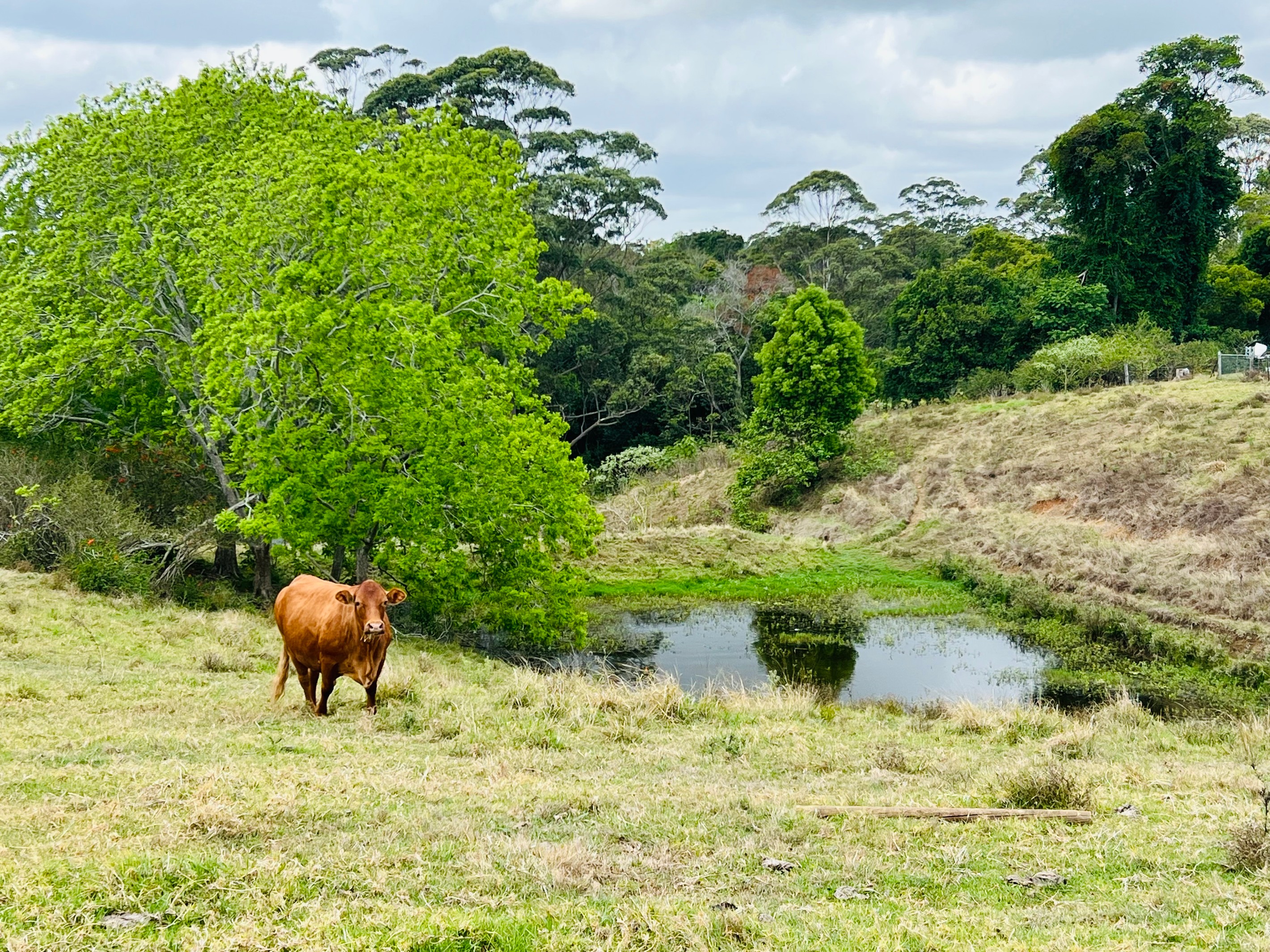 50 Horne Road, Mount Mee, QLD 4521