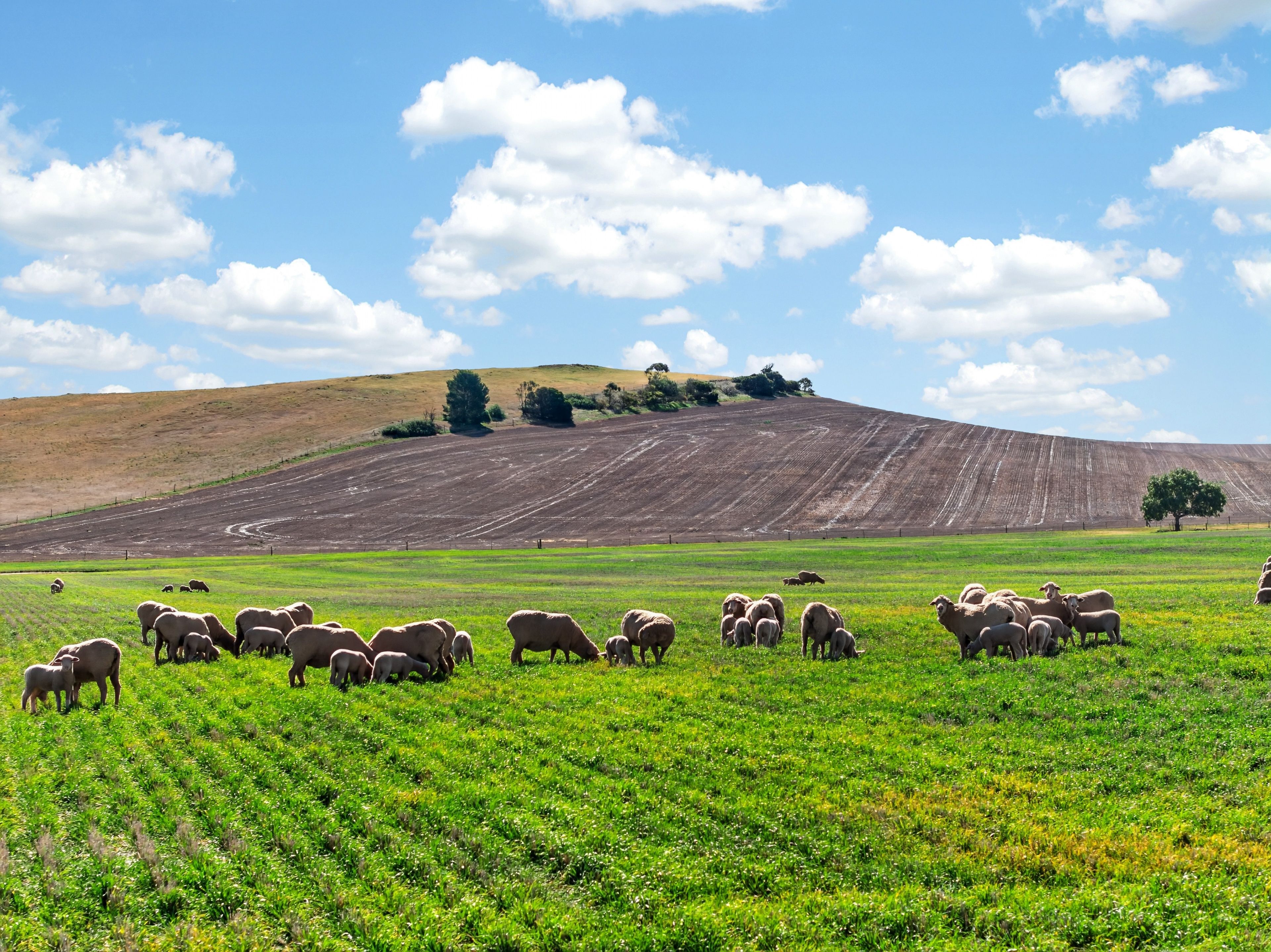 'Eudunda Hill' Thiele Highway — photo 15 of 30