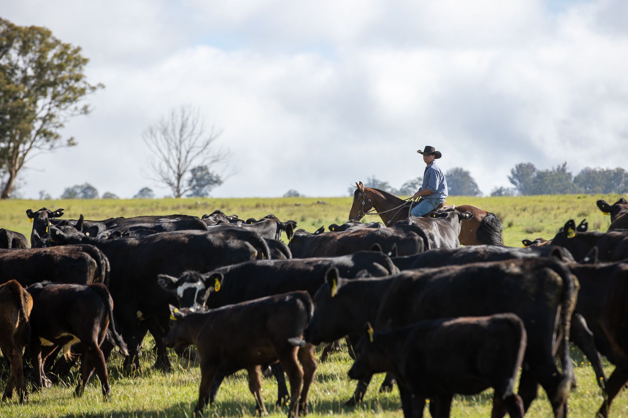 "The Park" 522 Oaklands Road, Yarrowitch, NSW 2354 Sold Rural Mixed