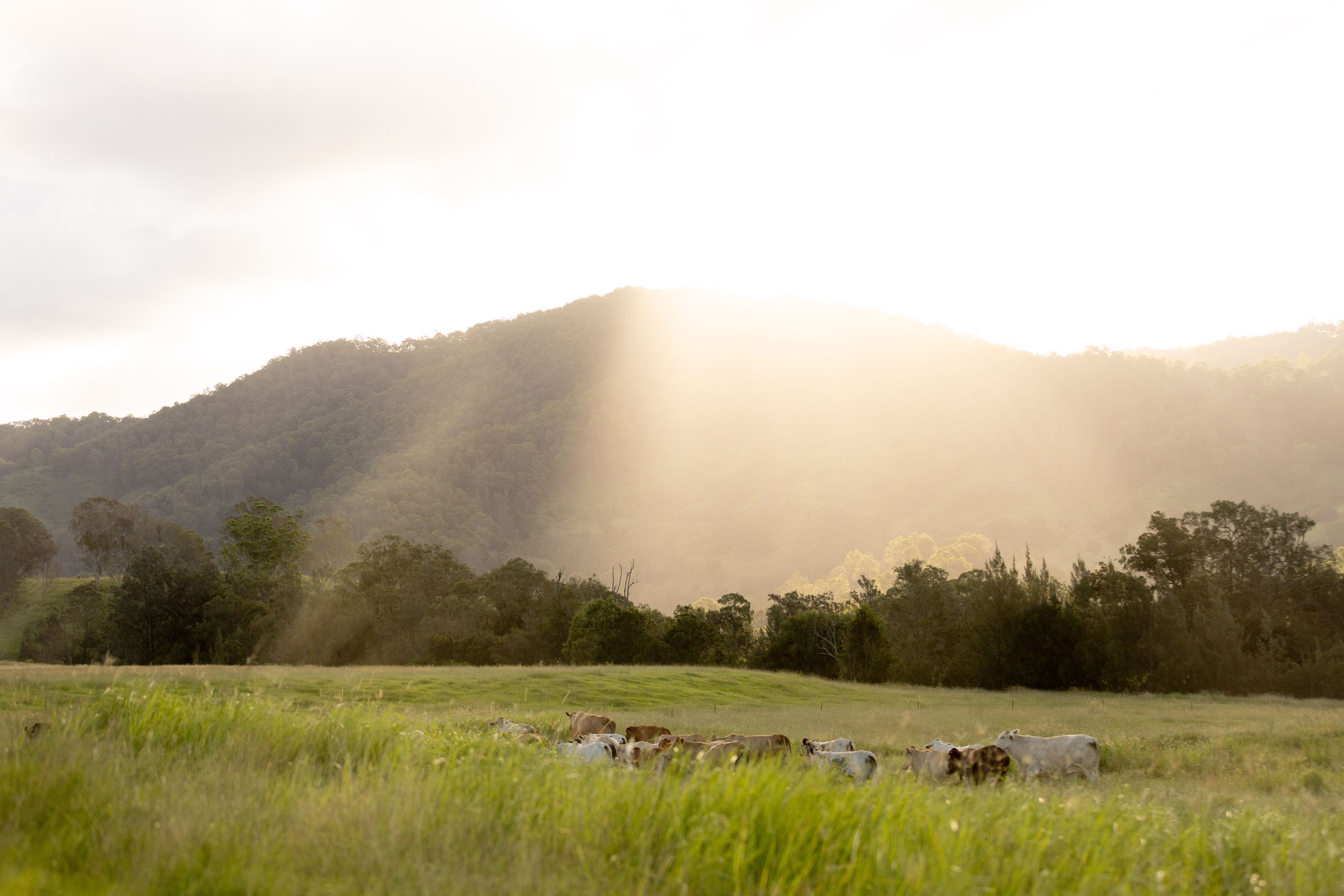 "Riverdance" 2138 Maleny - Kenilworth Road — photo 28 of 30