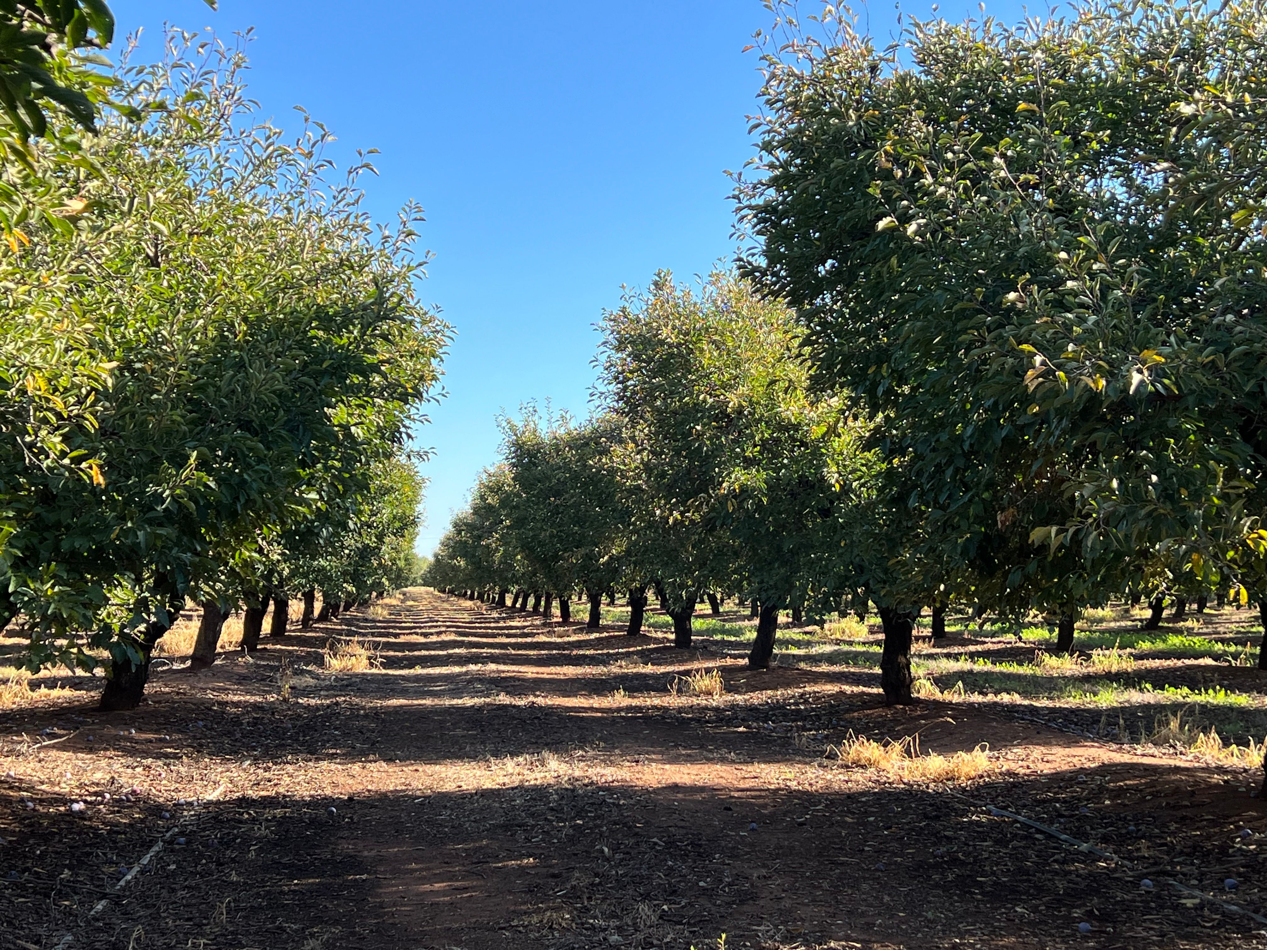 Hanwood, NSW 2680 Rural Horticulture Property for Sale Ray White