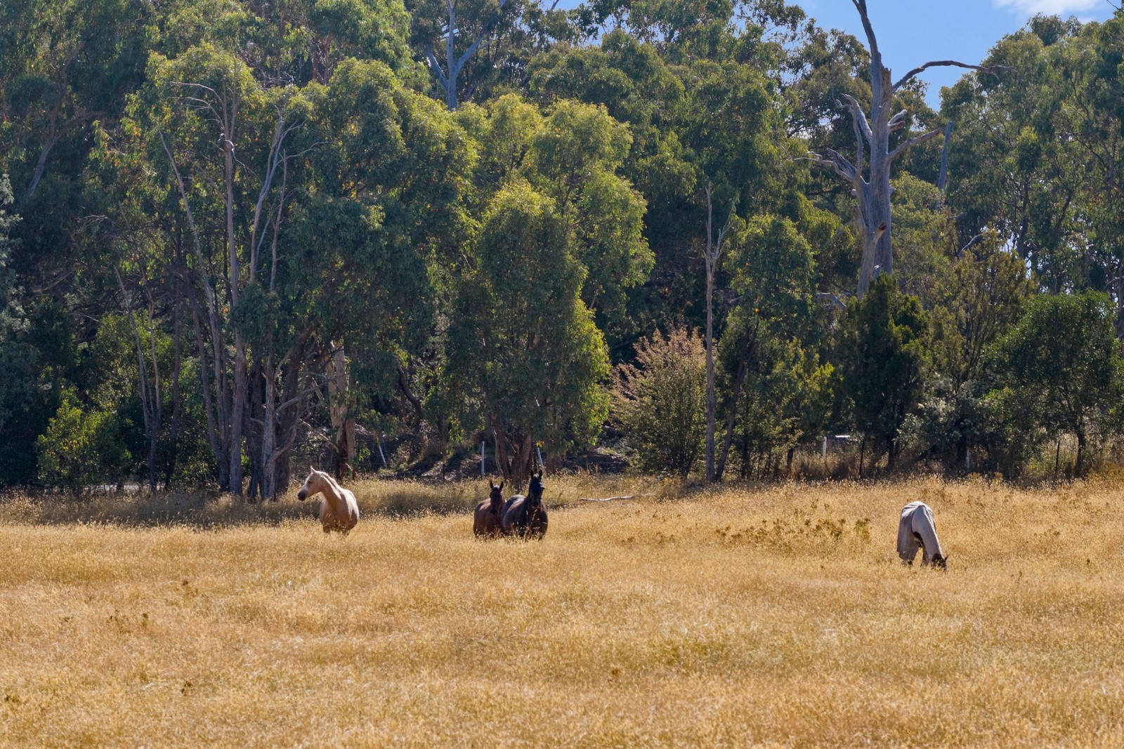 960 Old Tolmie Road, Barwite, VIC 3722