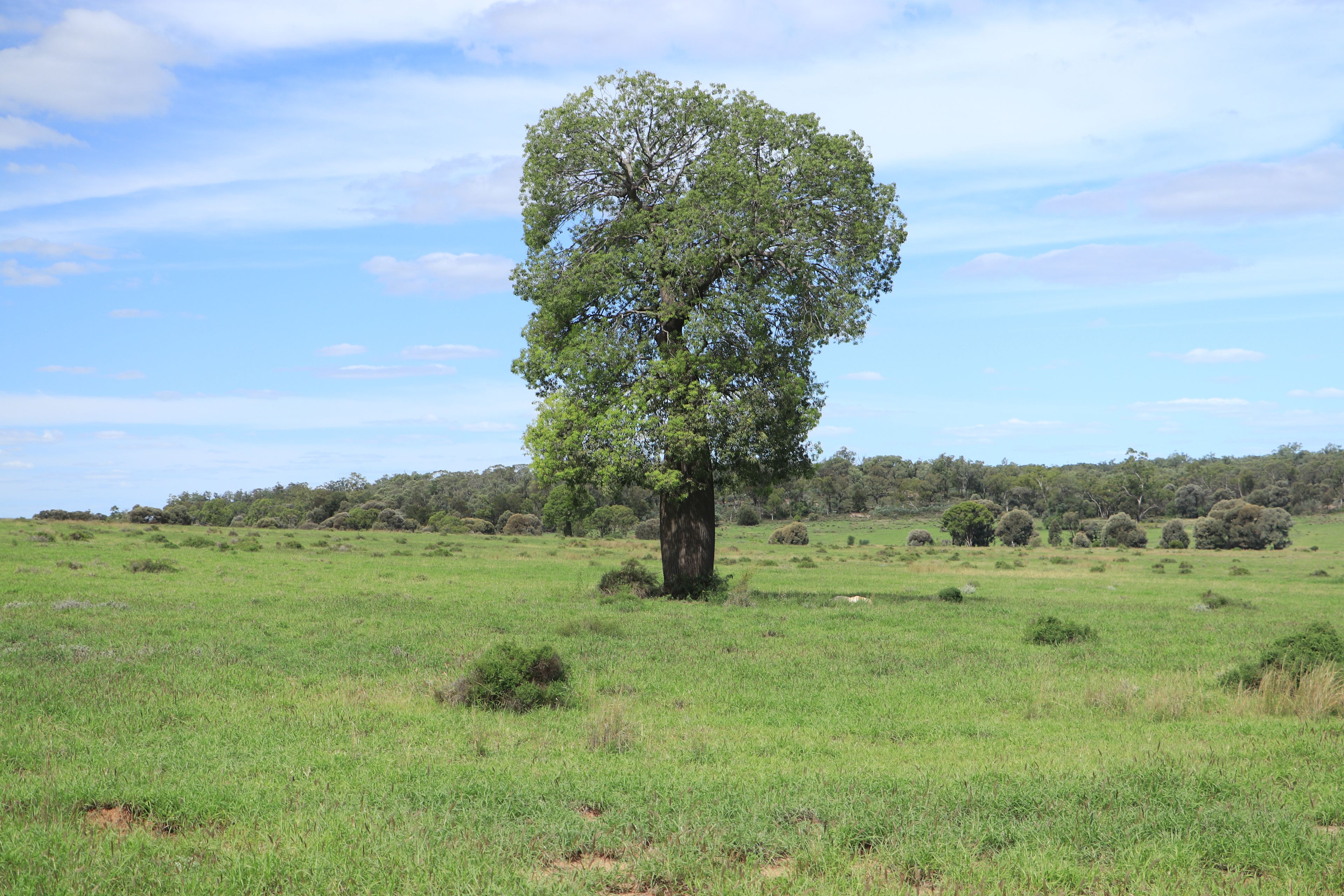 952 Yuleba Surat Road, Yuleba, QLD 4427