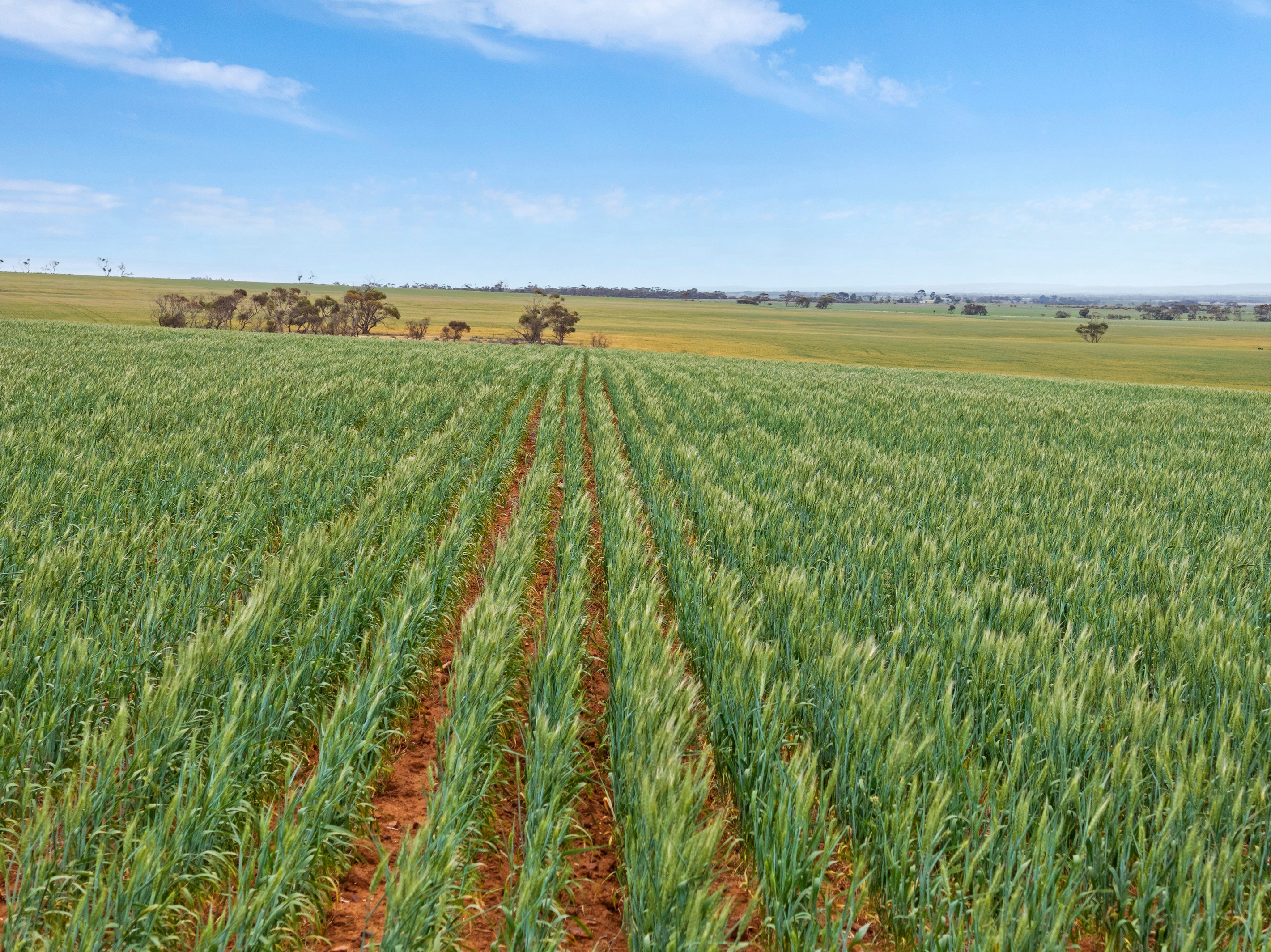 'Wilsons' Beaufort Road, Whitwarta, SA 5461