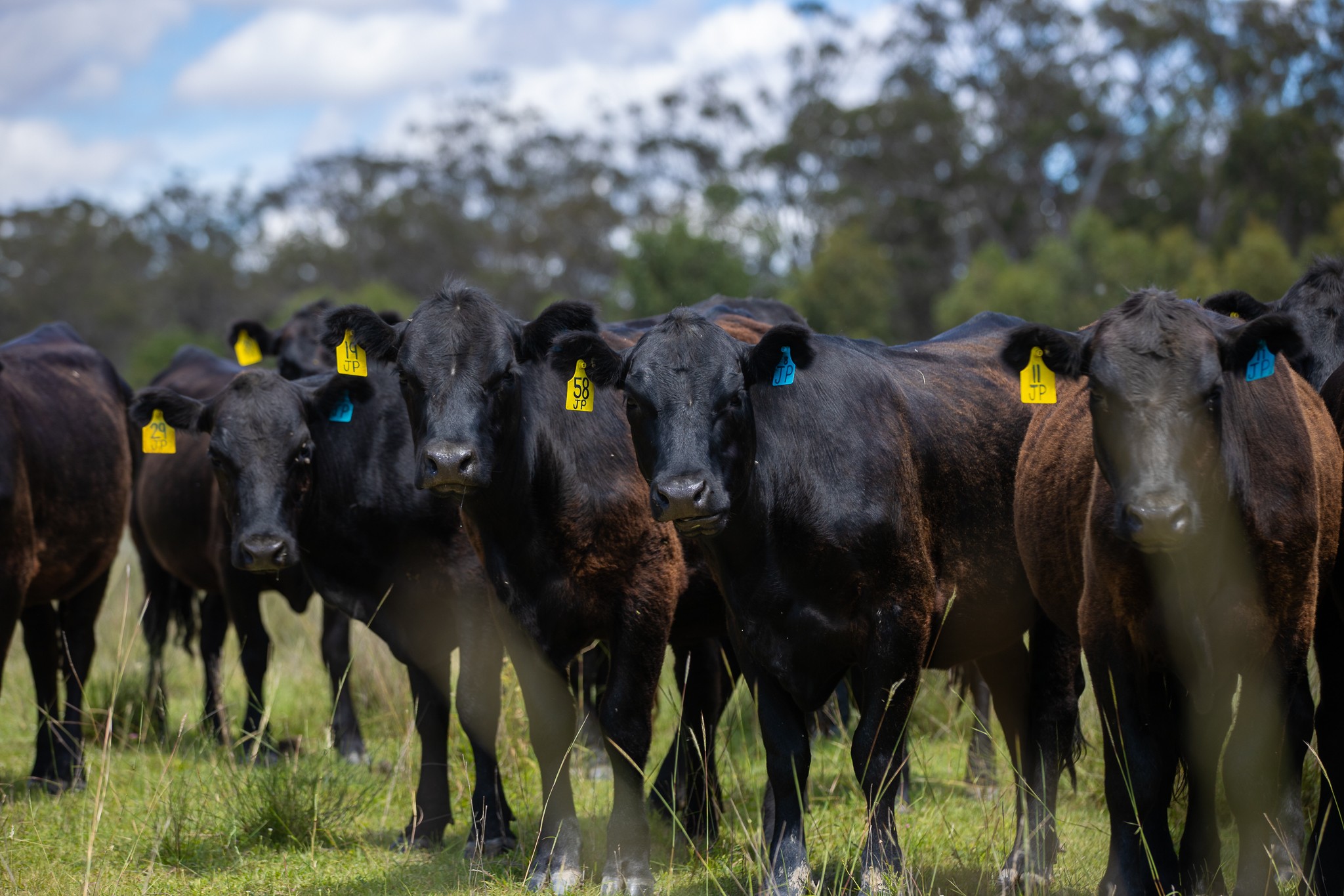 'Hutton' 570 Hazeldene Road, Thanes Creek, QLD 4370