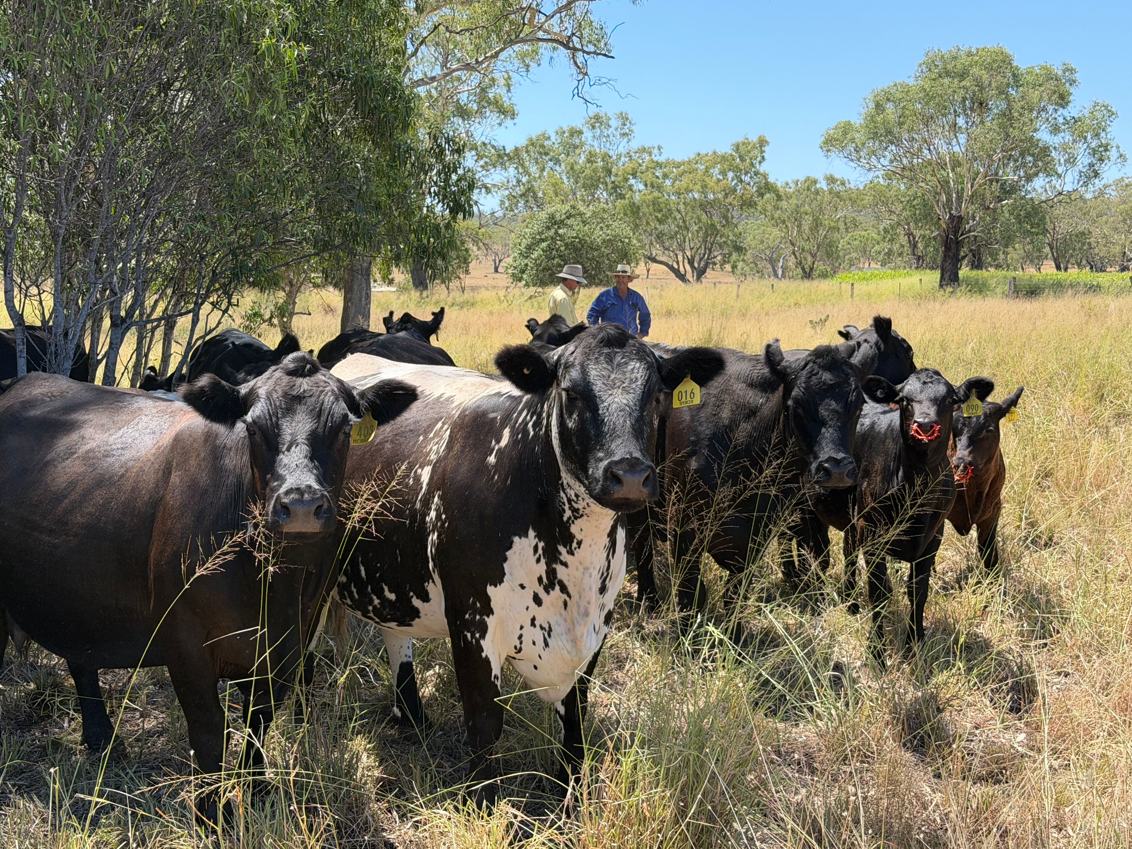 242 Ehrlich Road, Linthorpe, QLD 4356