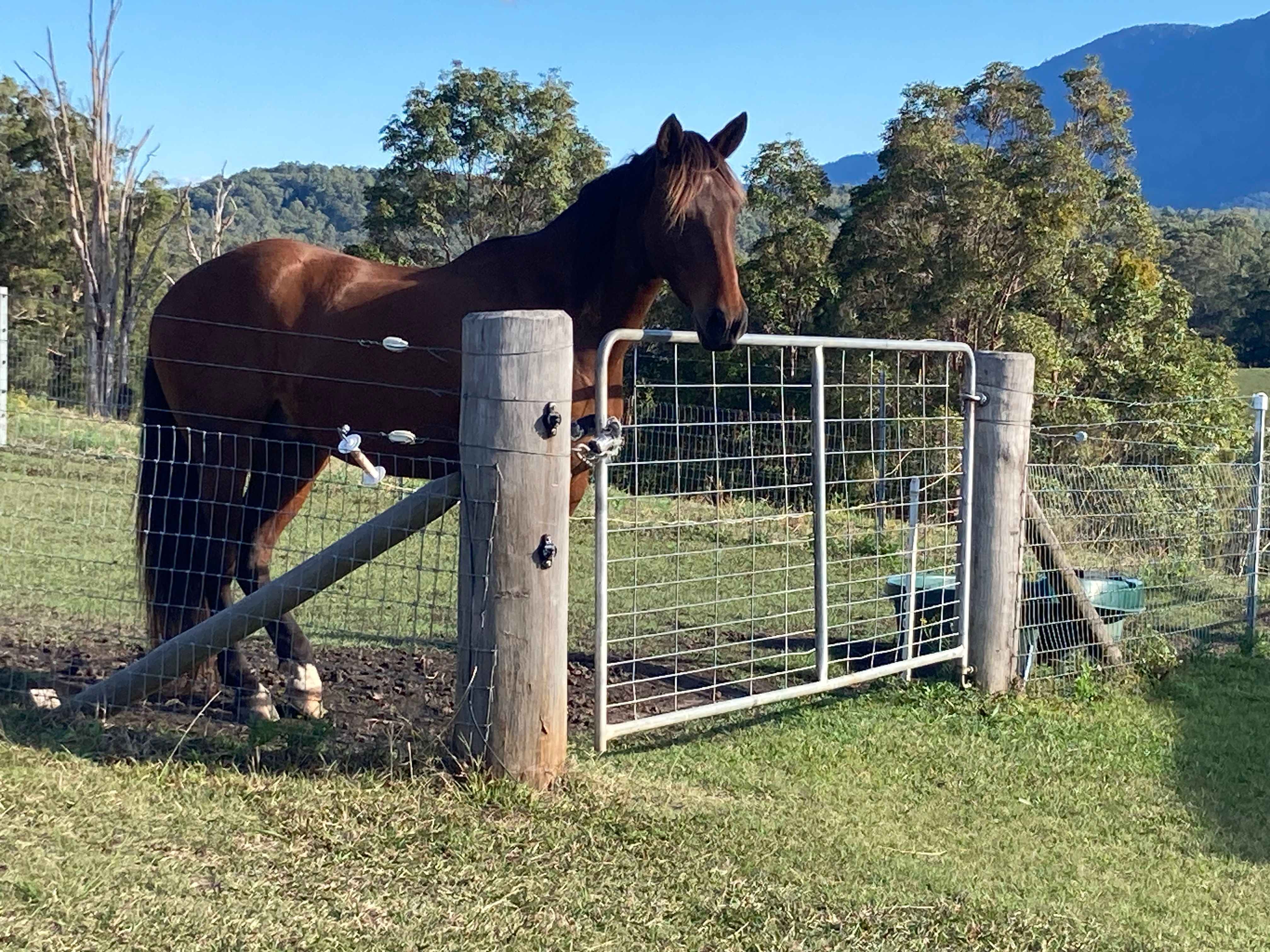 1475 Byrrill Creek Road, Brays Creek, NSW 2484