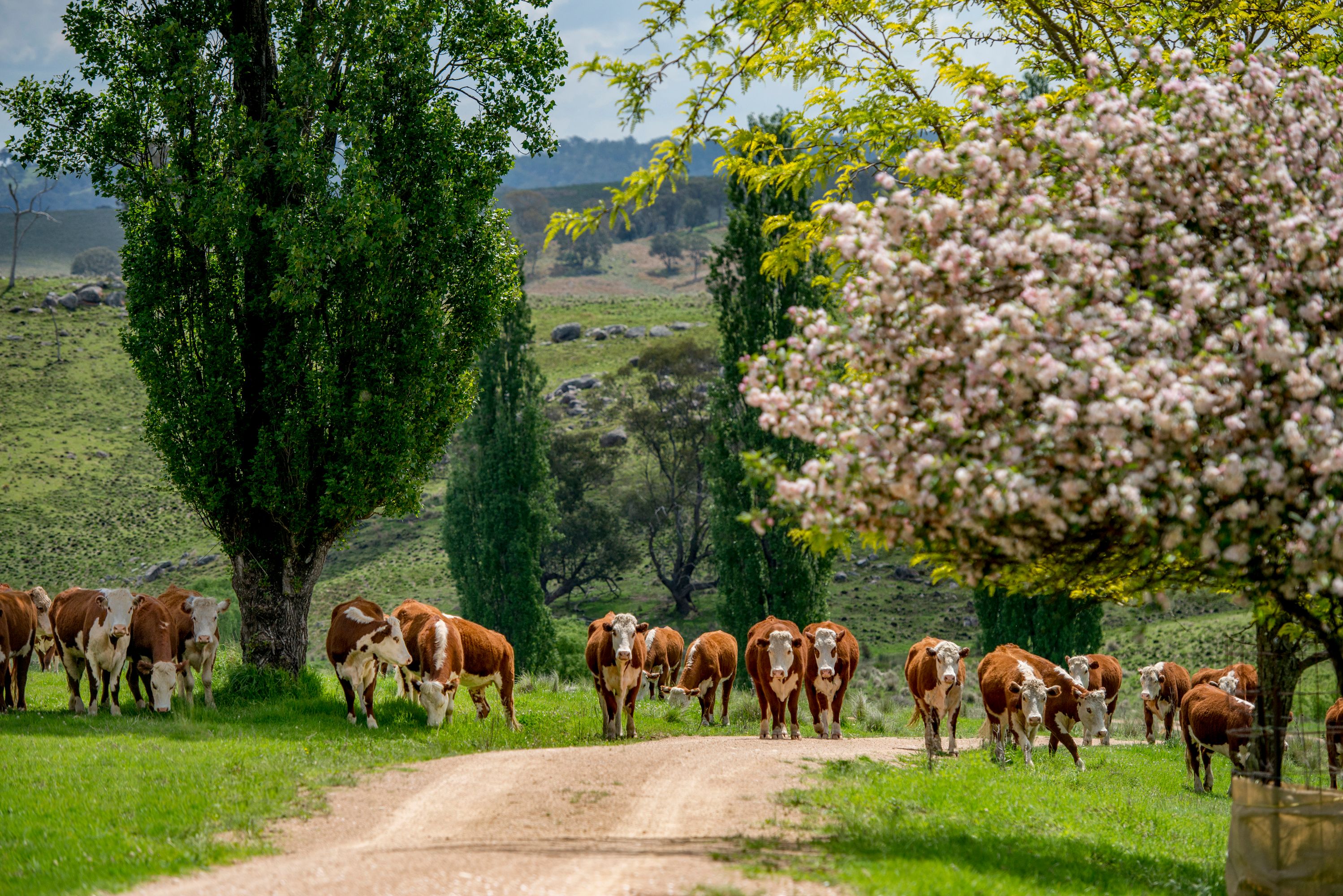 1043 Billirimba Road, Tenterfield NSW 2372