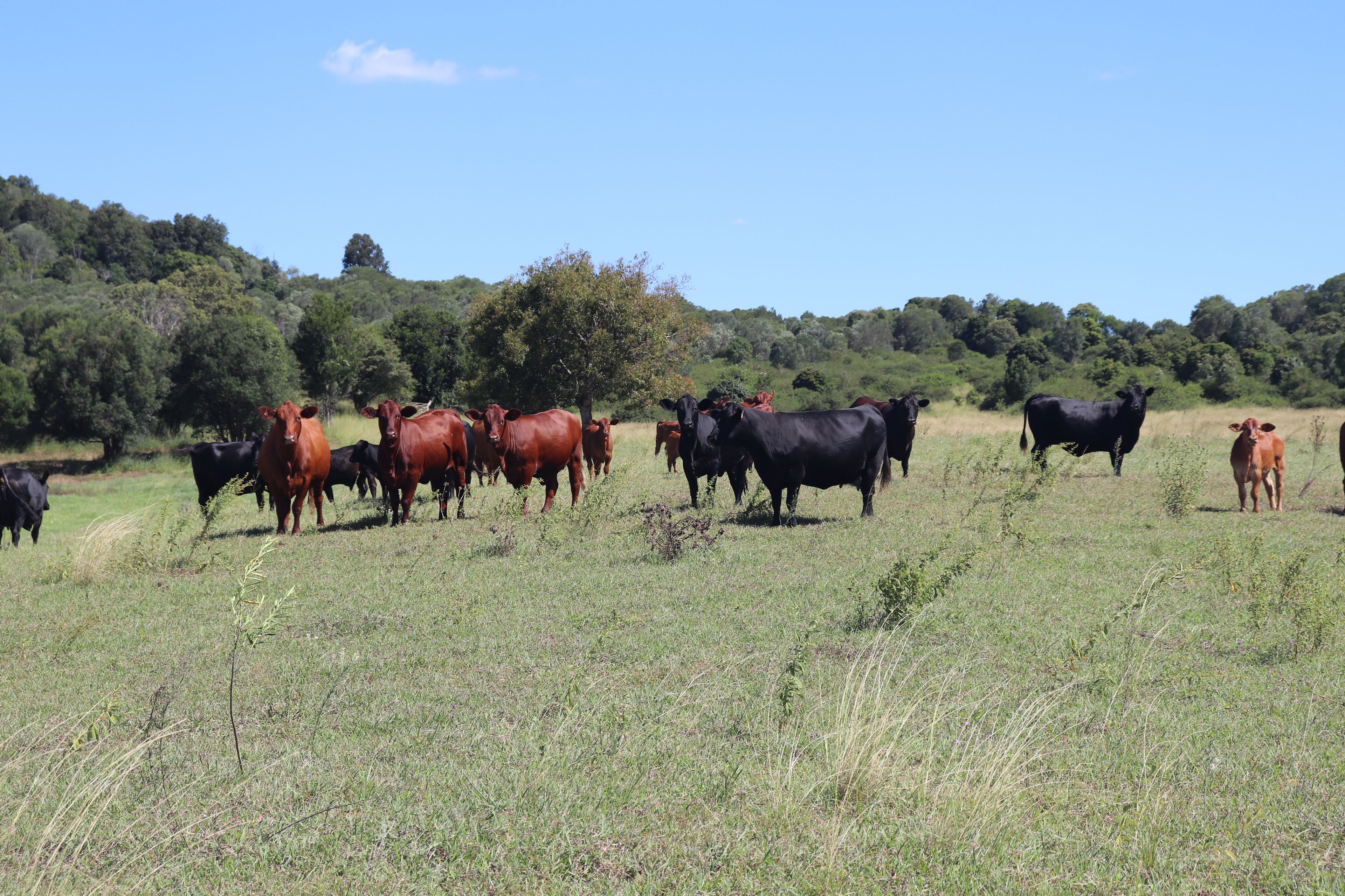 Lot 385 Hoffmanns Road, Wondai, QLD 4606