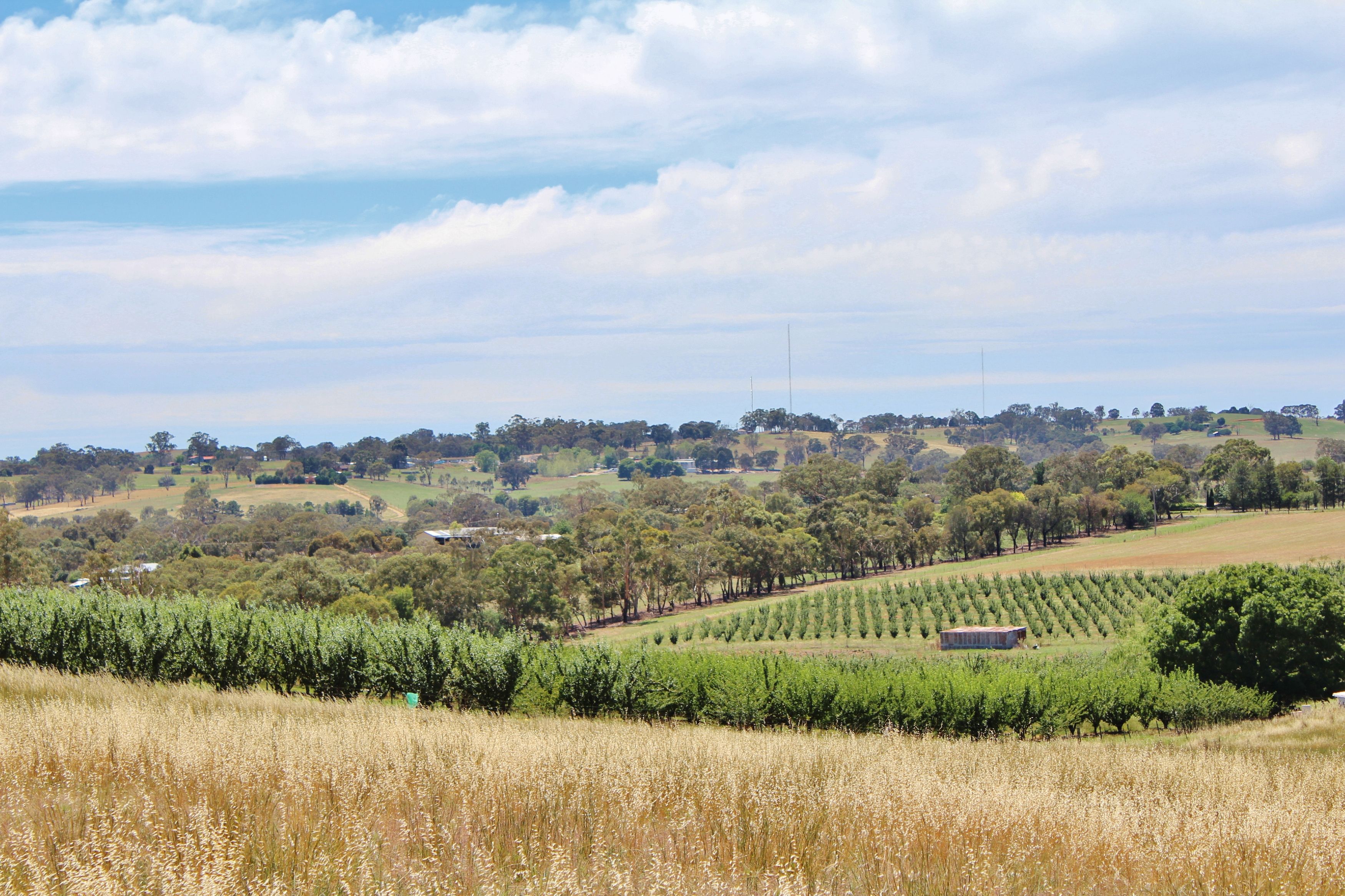 1144 Kingsvale Road, Young, NSW 2594