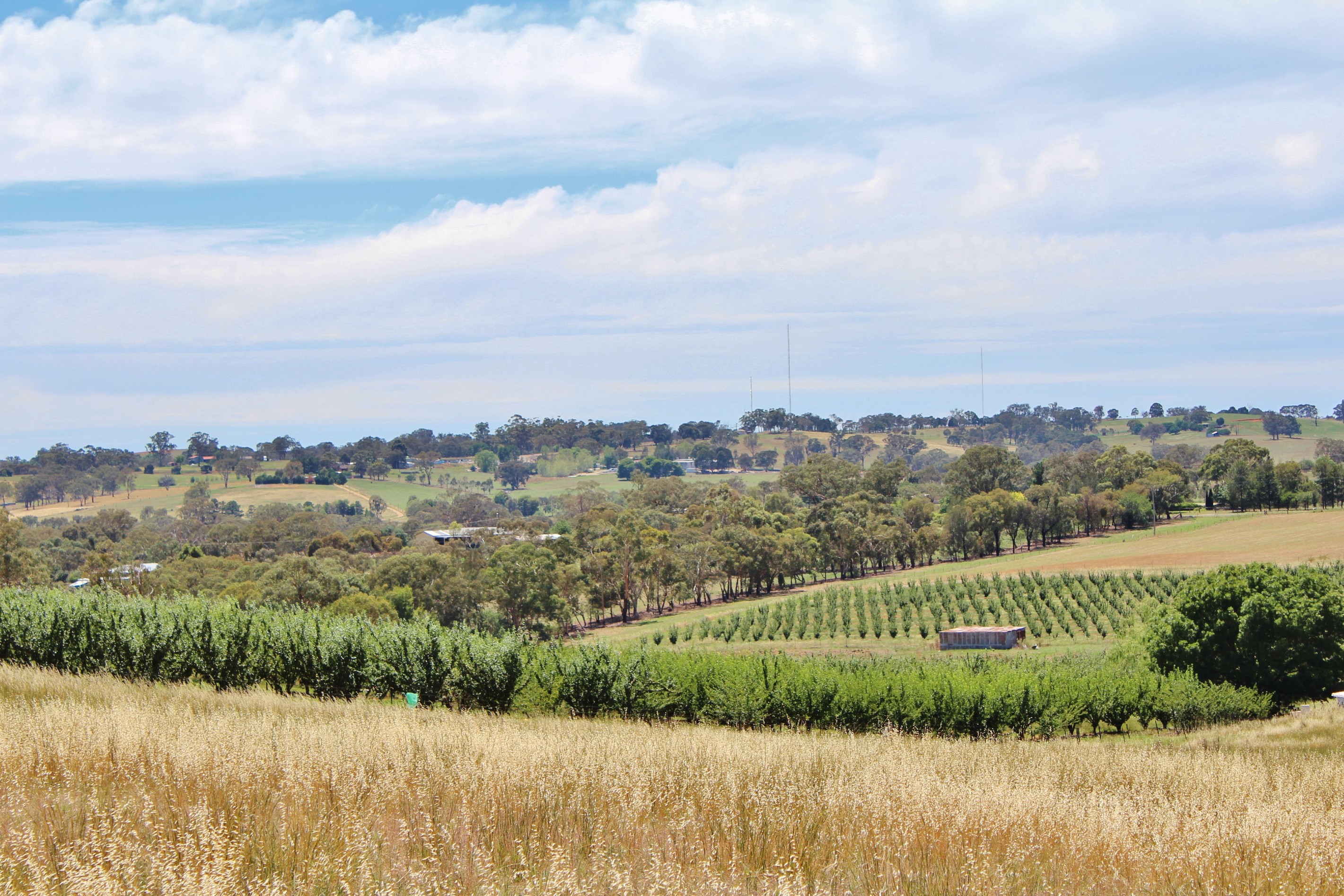 1144 Kingsvale Road, Young, NSW 2594