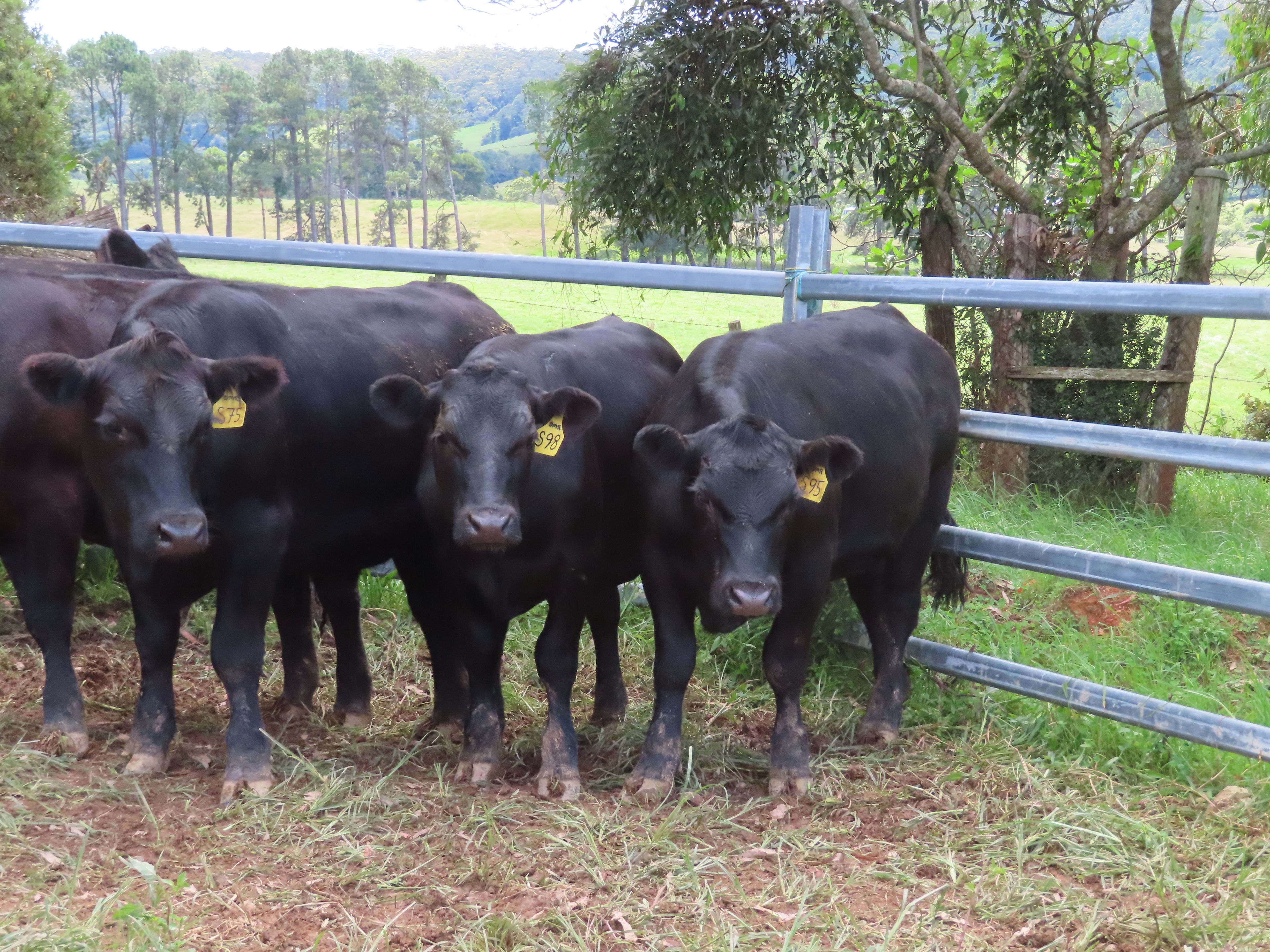 'Echo Ridge', Ulong, NSW 2450