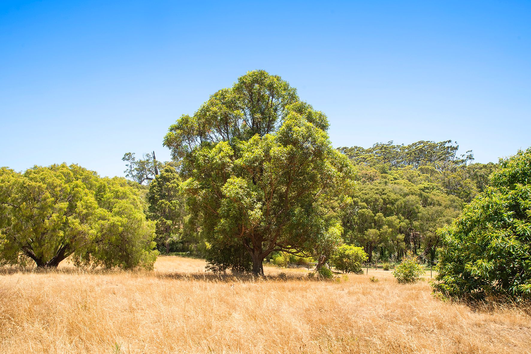 20 Tunbridge Street, Margaret River, WA 6285 Land for Sale Ray