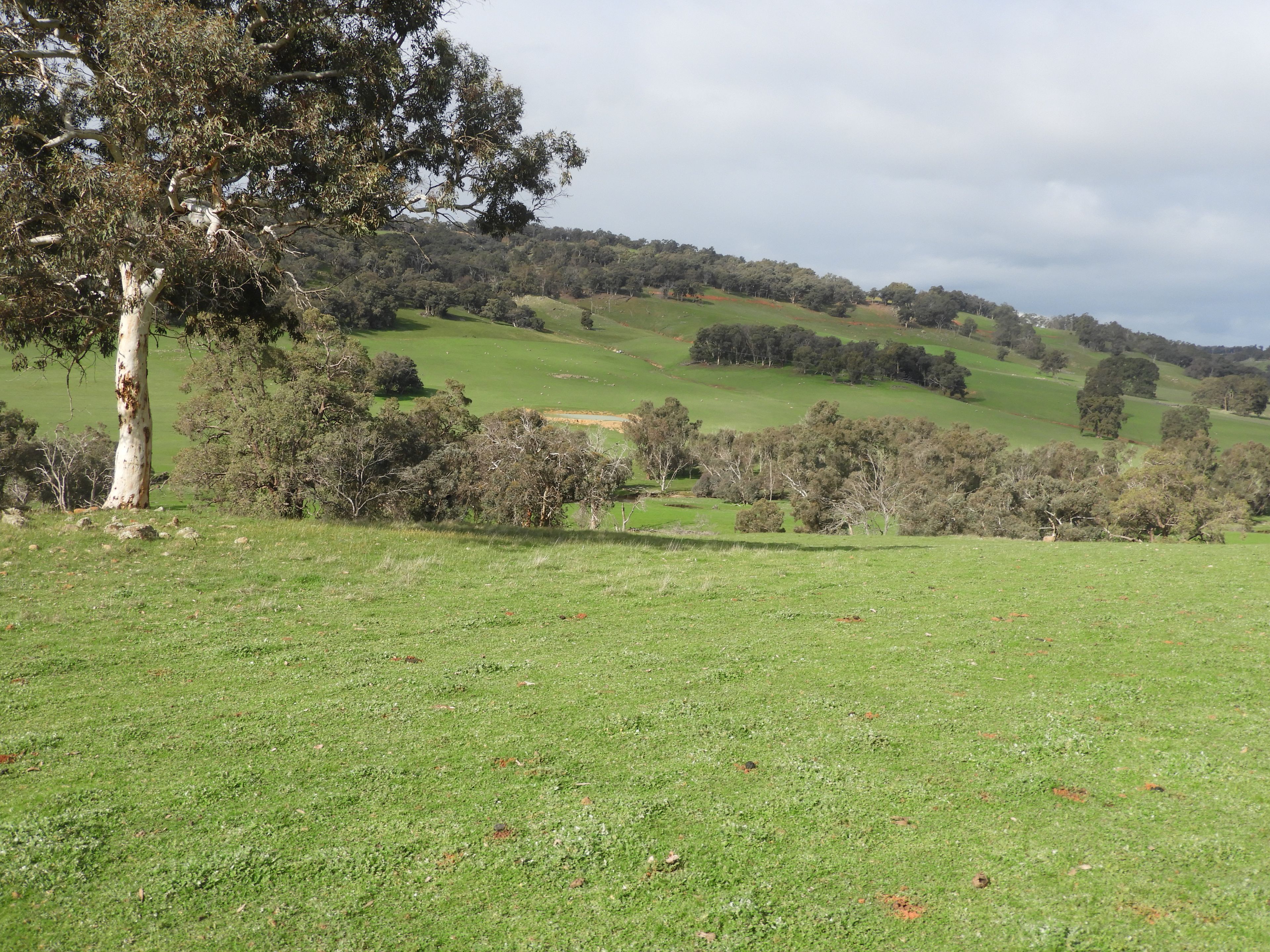 Kyellen Farm, Quindanning-Darkan Road — photo 25 of 30