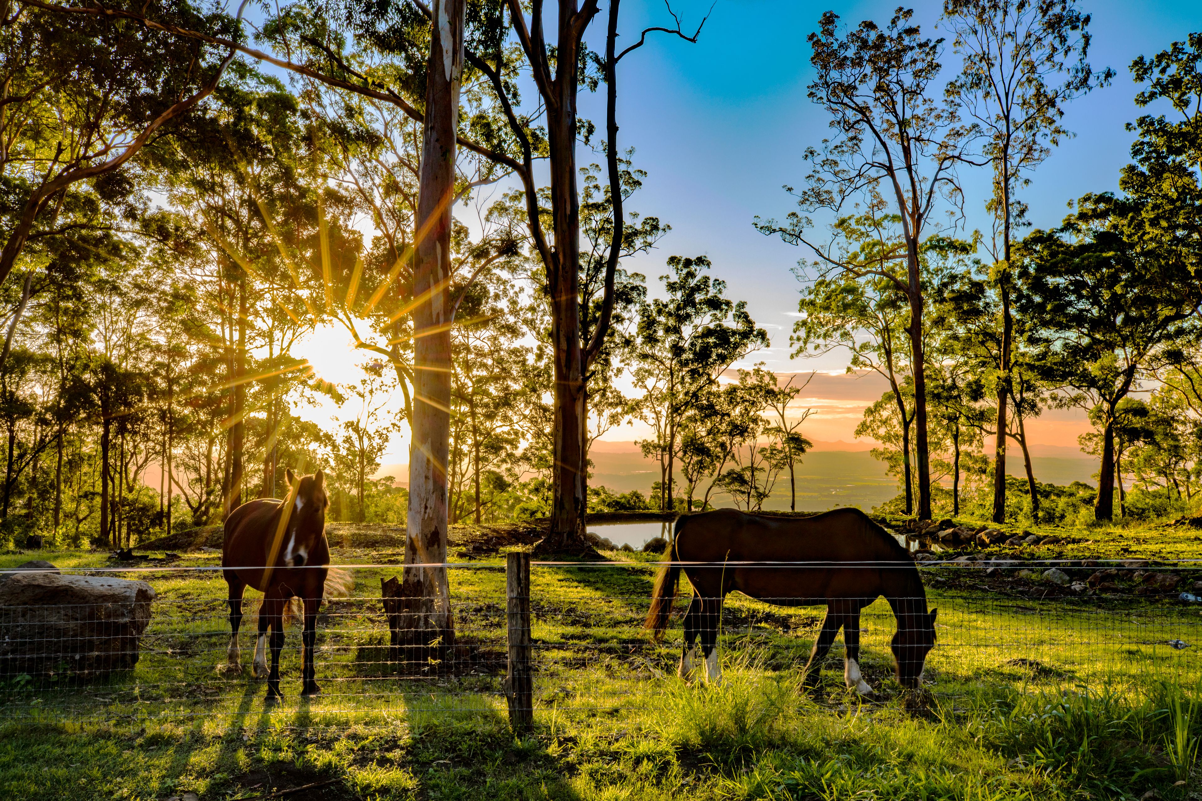 905K Main Western Road, Tamborine Mountain, QLD 4272