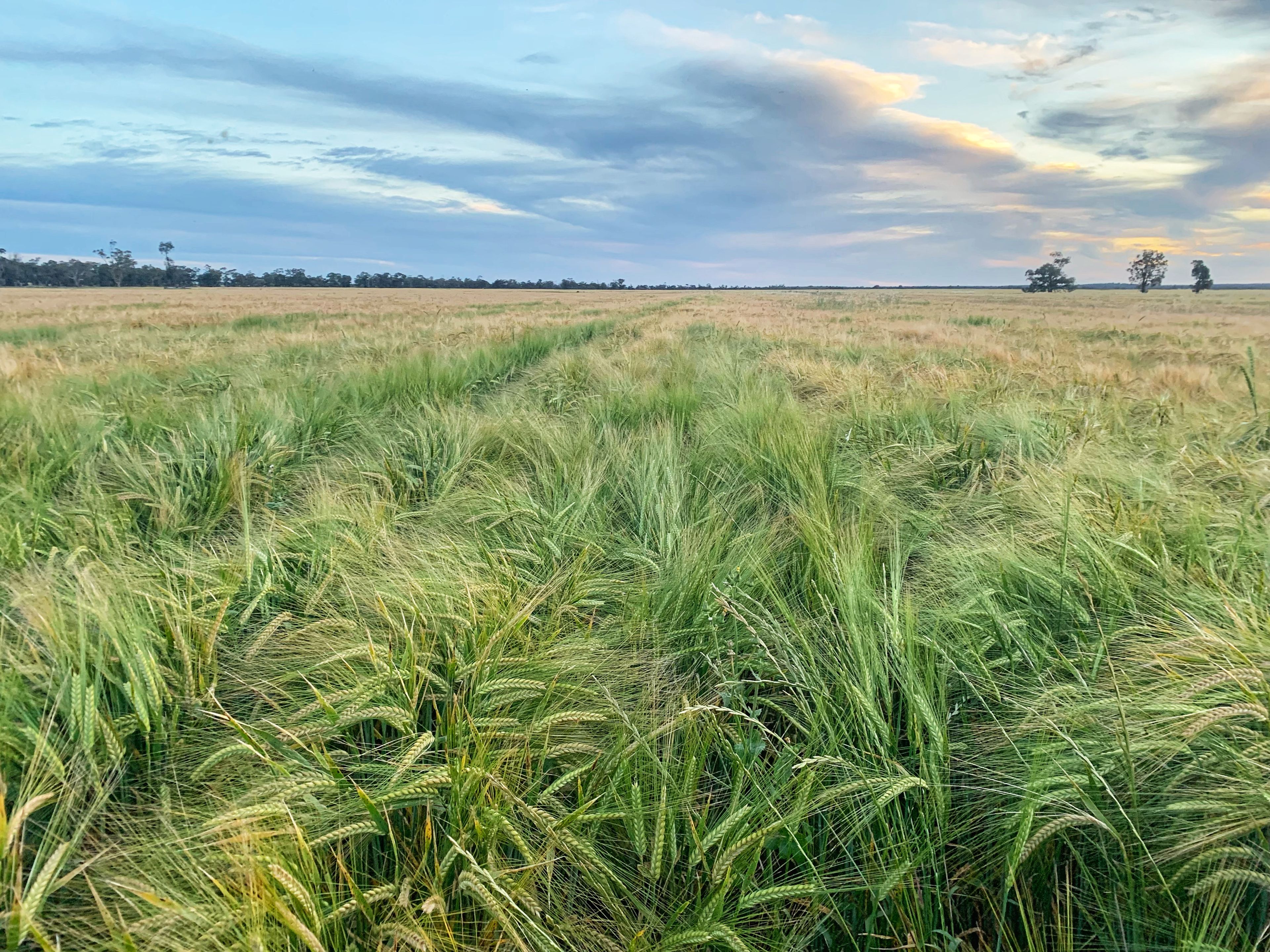 Rosewood Aggregation 7033 The Gipps Way, Condobolin, NSW 2877