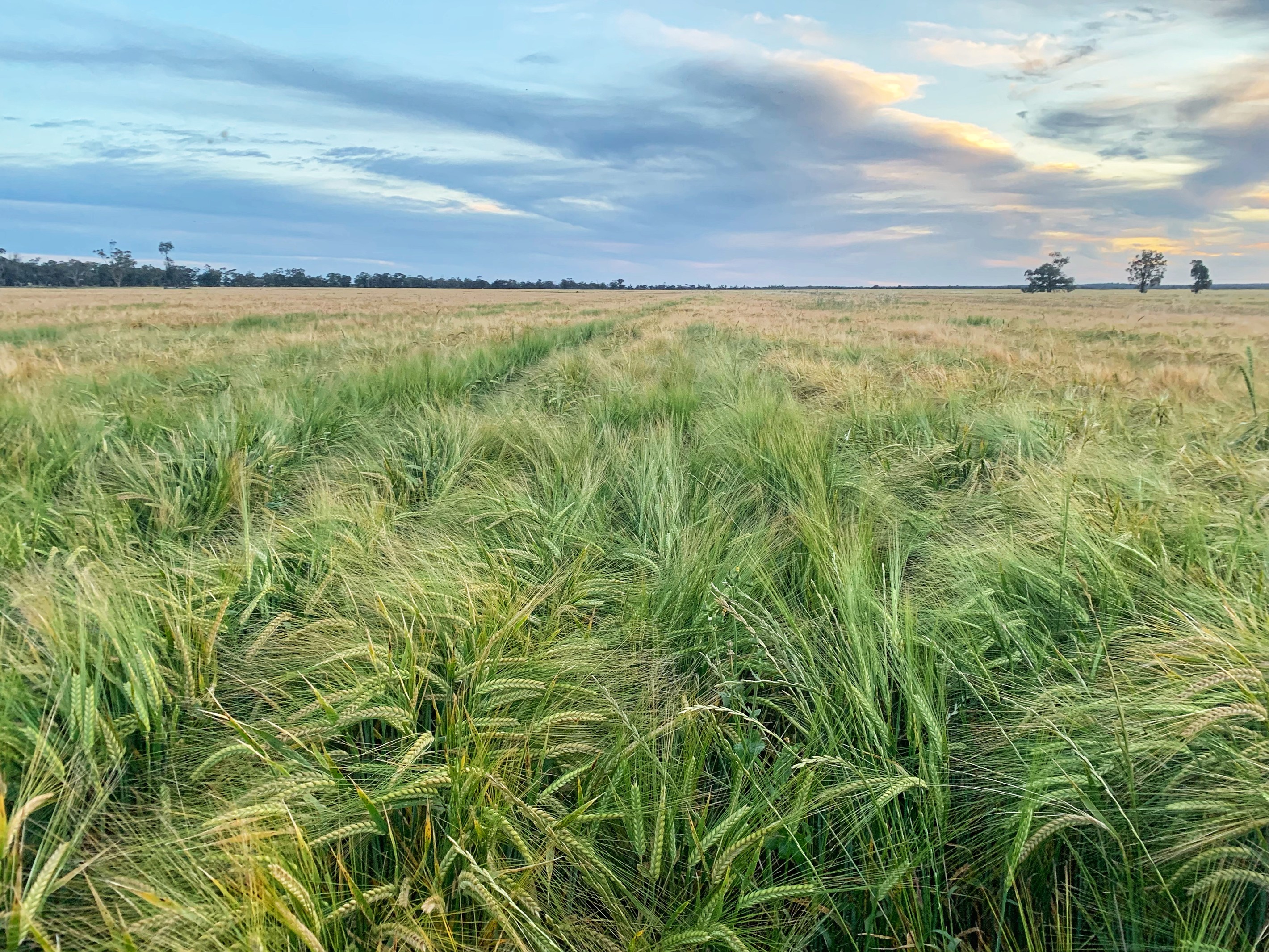 Rosewood Aggregation 7033 The Gipps Way, Condobolin, NSW 2877