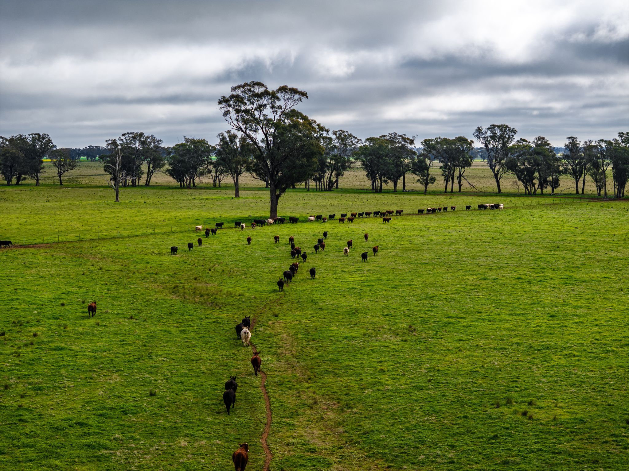 Cnr Newell & Kurrawbya Roads, TUBBUL VIA, Young, NSW 2594