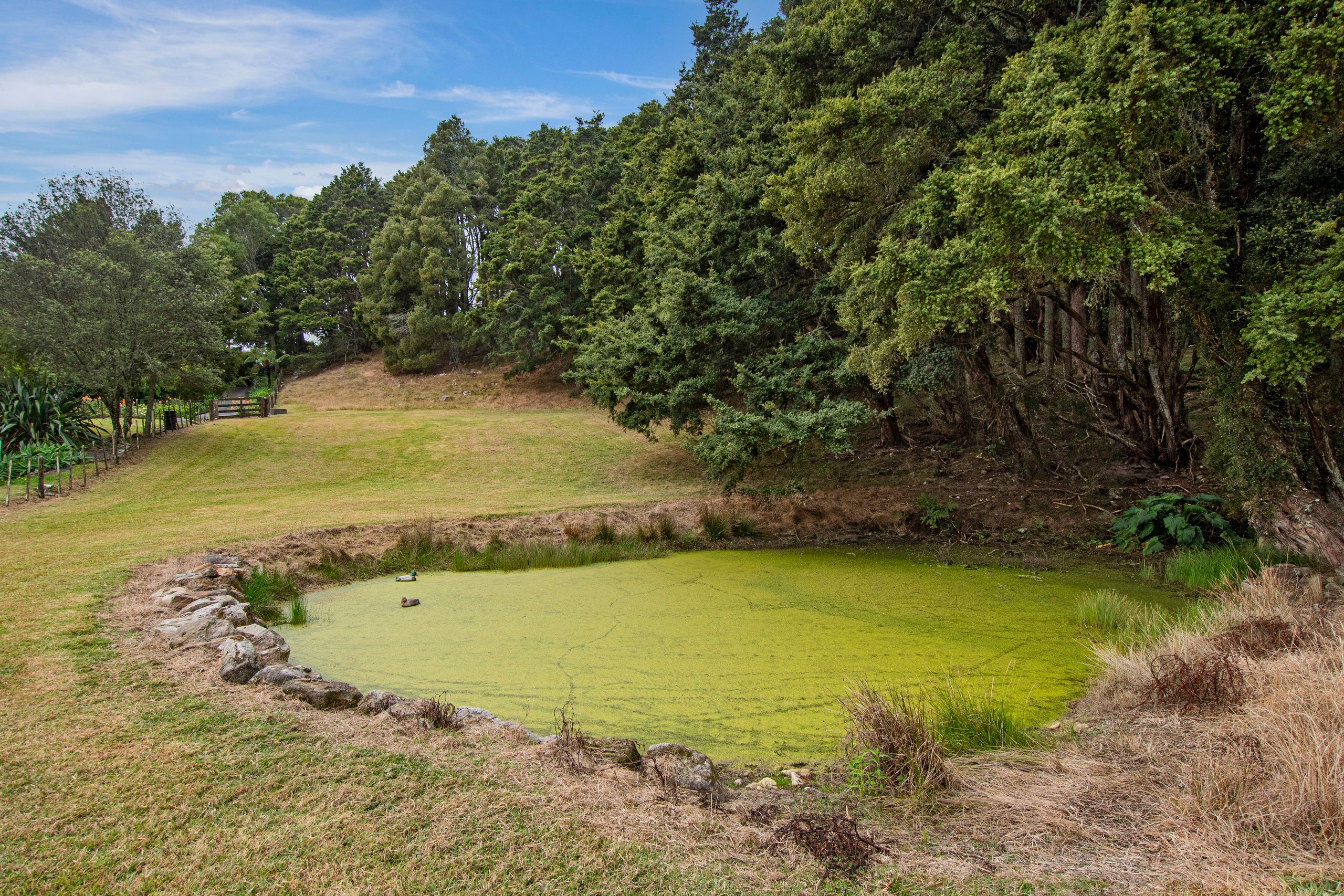 316A Crane Road, Kauri, Whangarei District 0185 Section for Sale Ray White Whangarei