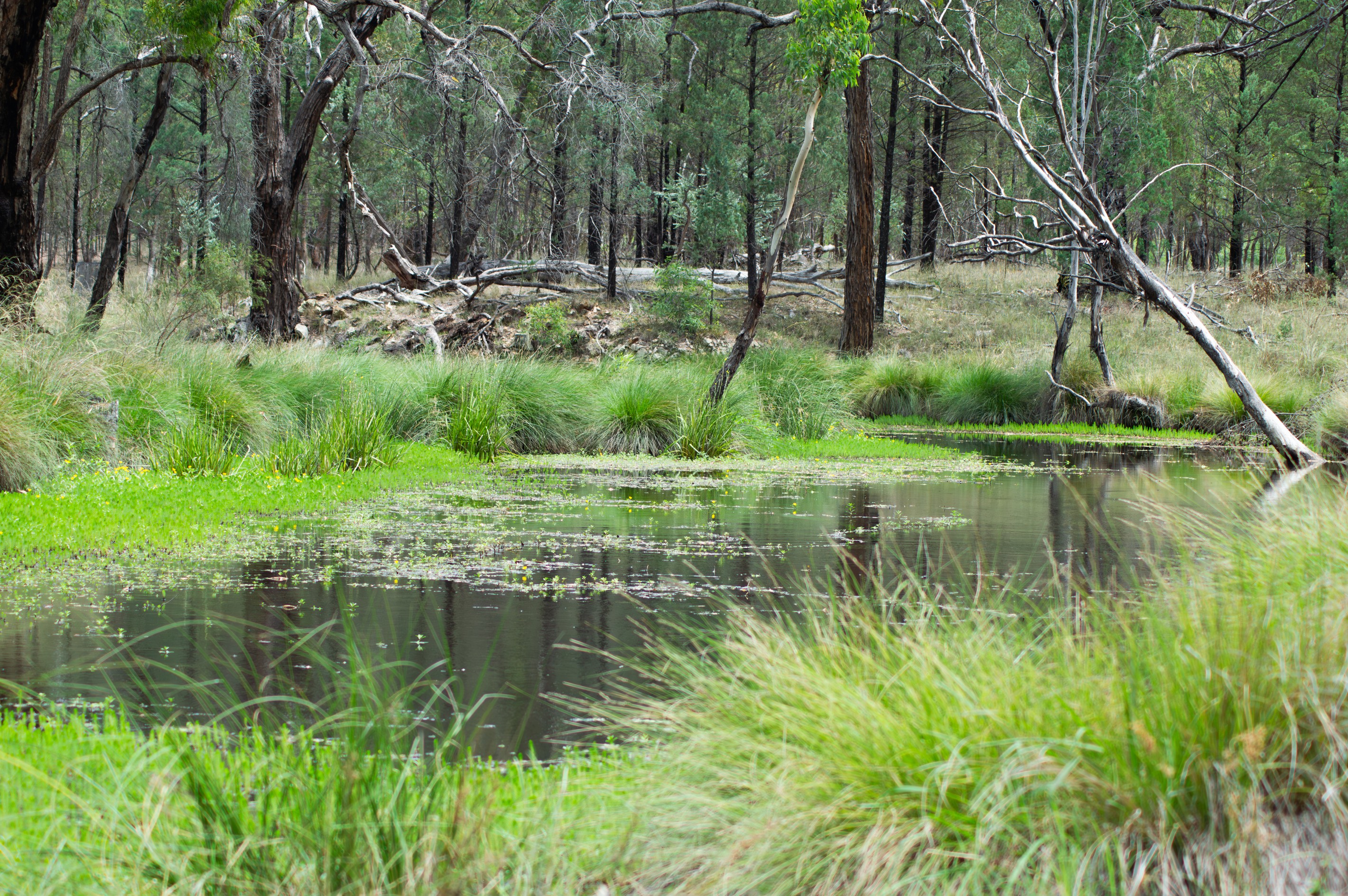 274 Homebush Road, GREENUP, QLD 4387