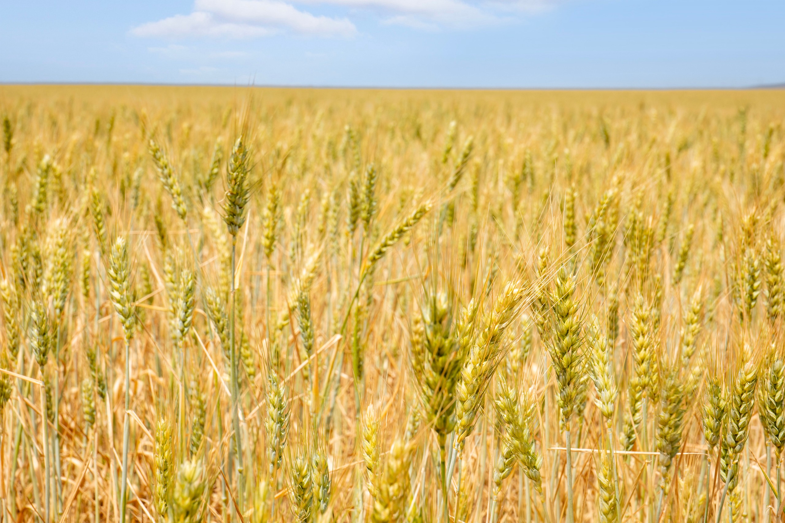 'The Block' Fletchers Road, Port Broughton, SA 5522