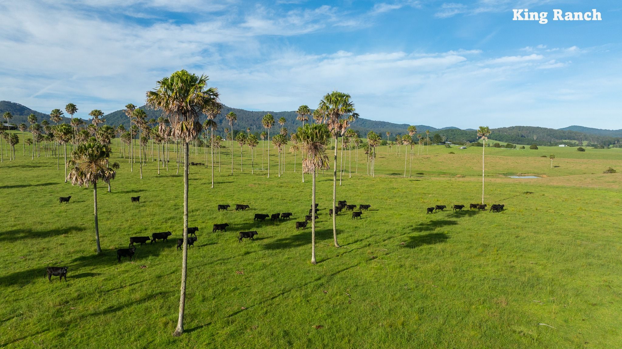 "King Ranch" 481 Upper Bobo Road, Dorrigo, NSW 2453
