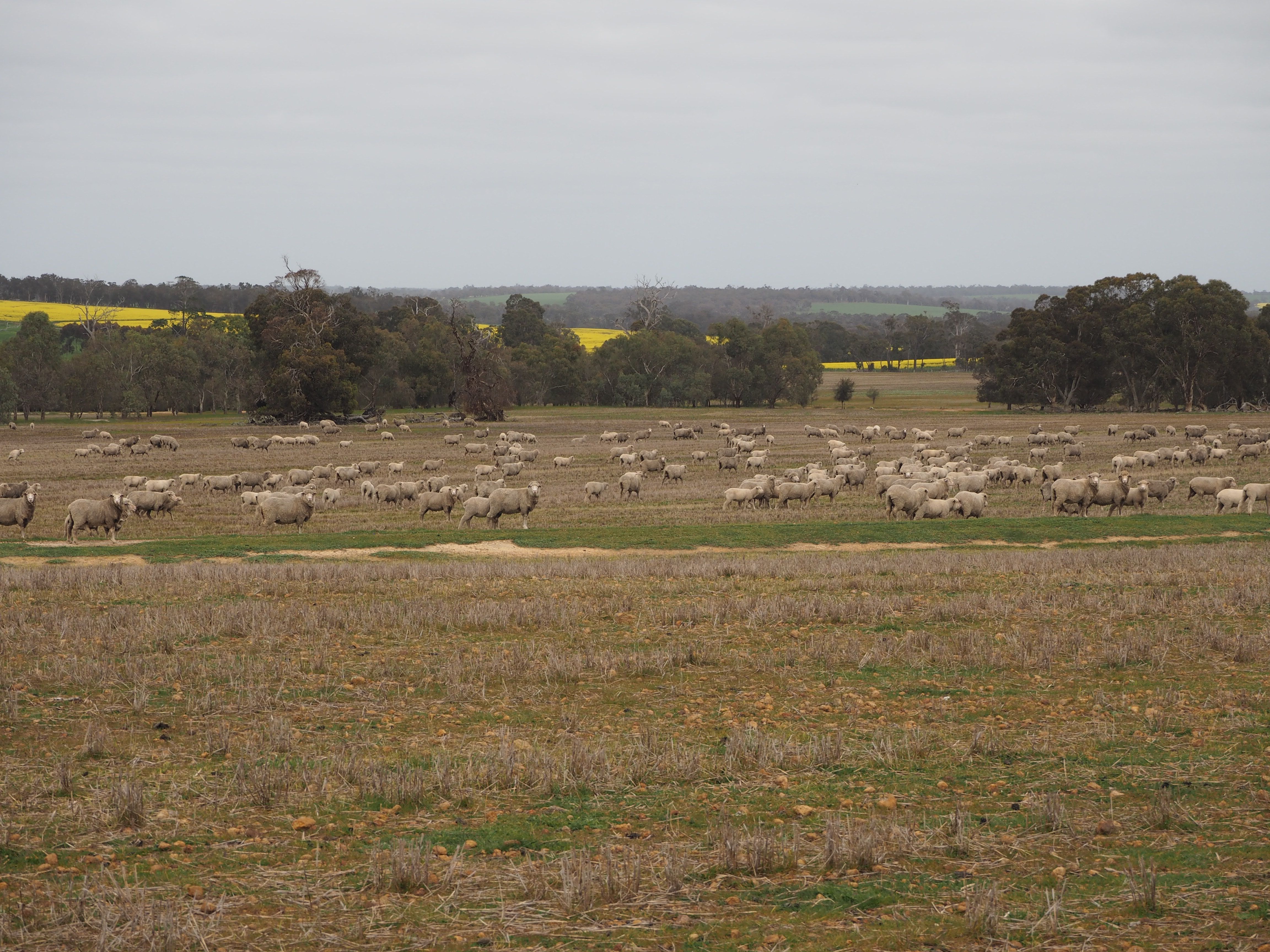 Dowrene Farm, Cnr Yerriminup and Yarralena Roads, Cranbrook, WA 6321