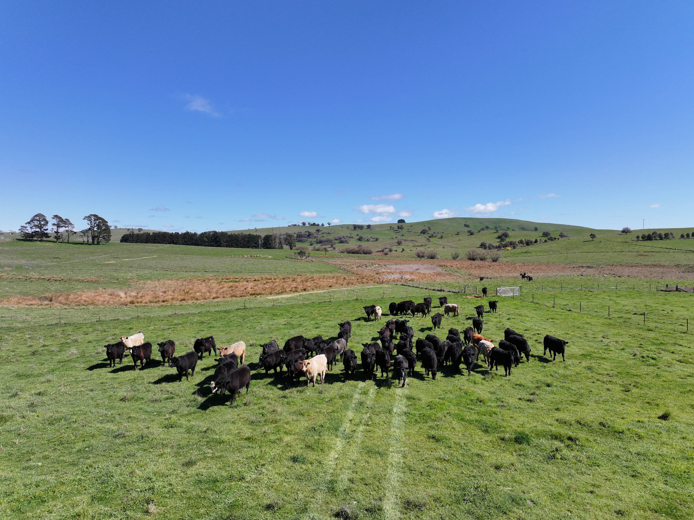 1377 Mandurama Road, Neville, NSW 2799