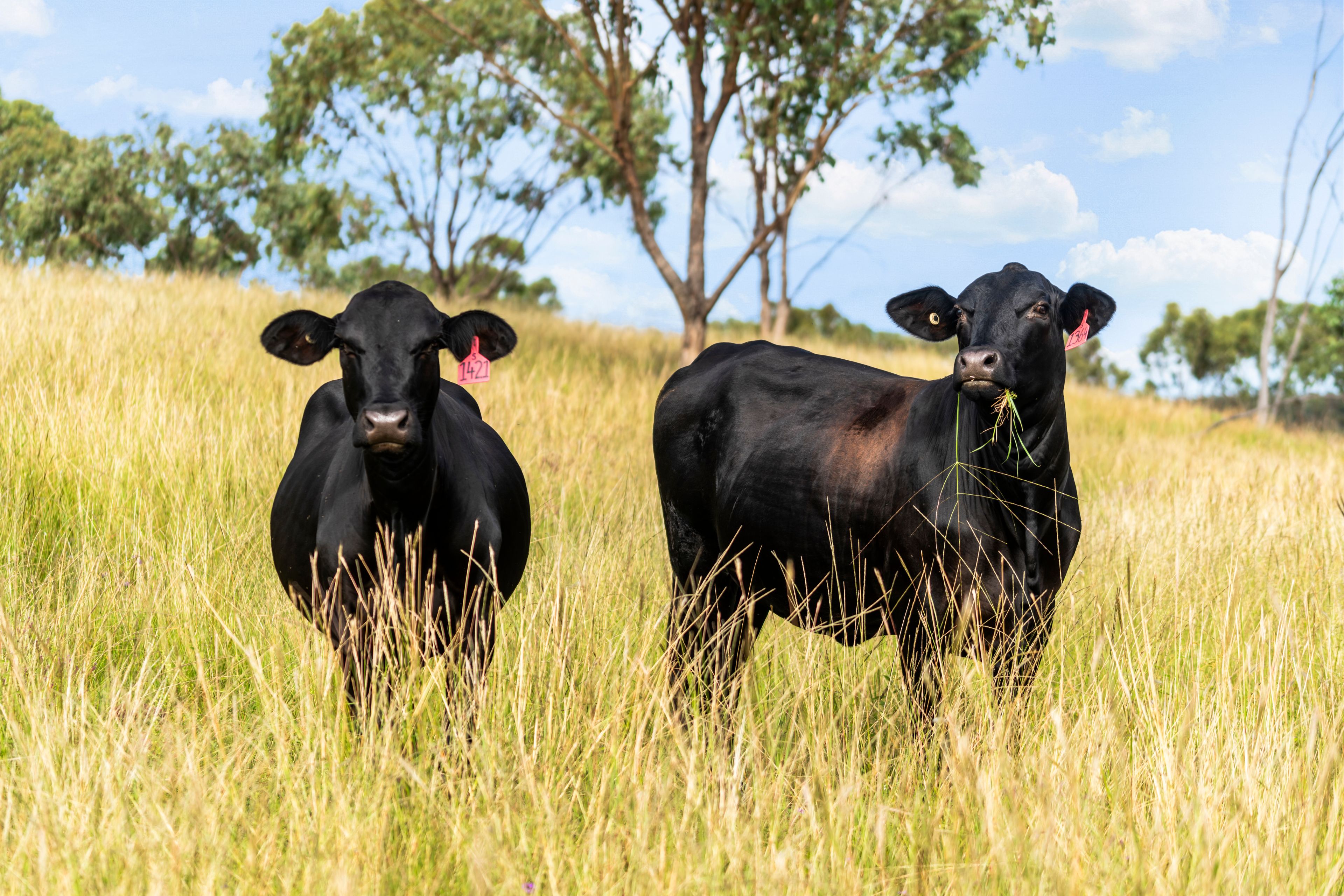 300 Hall Road, FOREST SPRINGS QLD 4362