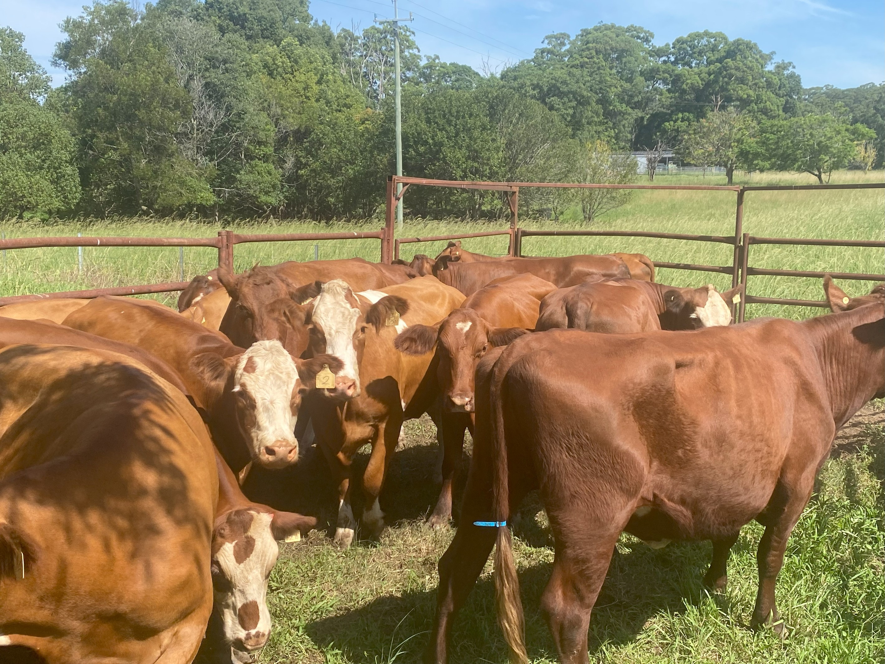 C & D Oldfield, Bonville, NSW 2450