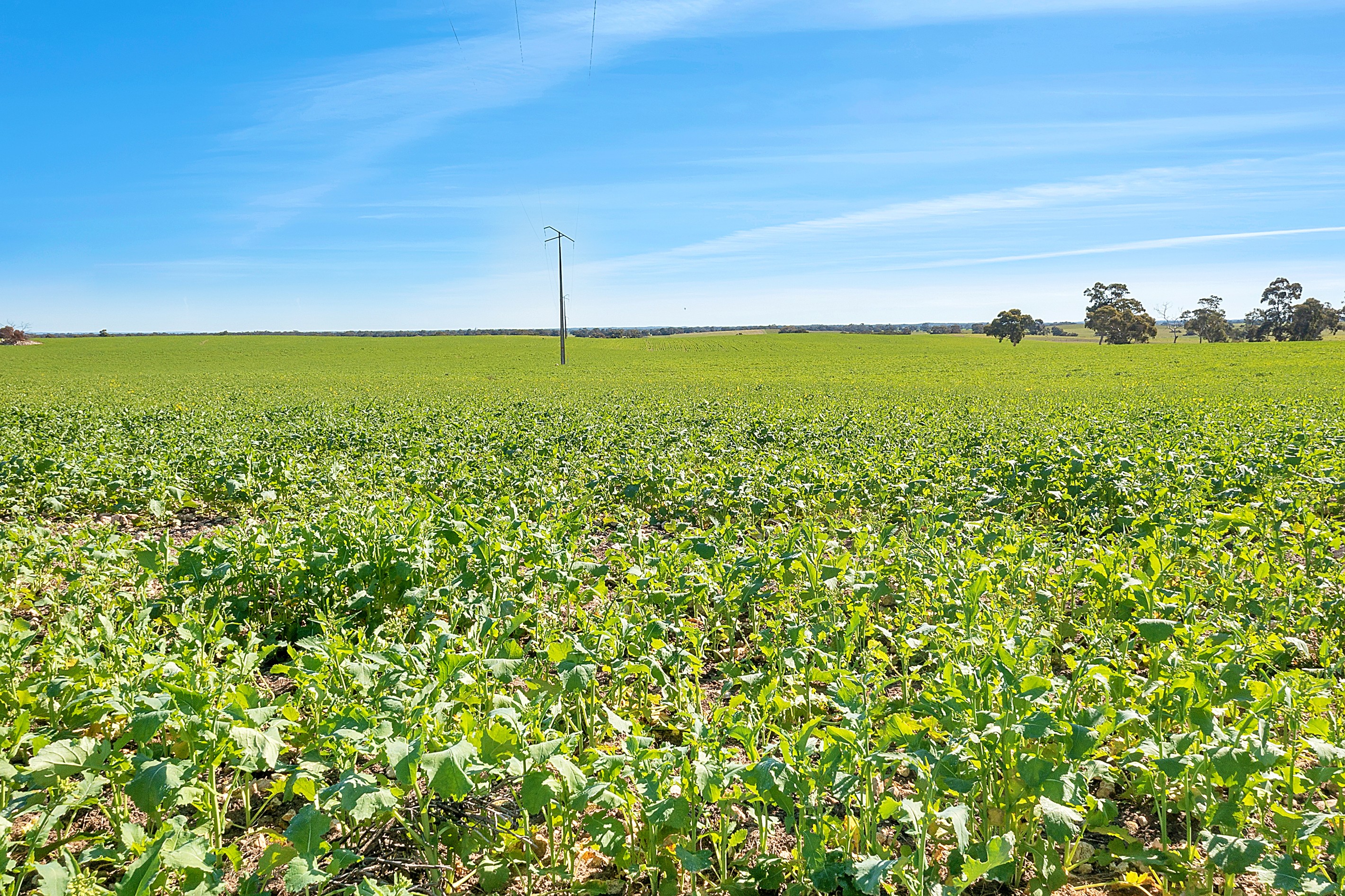 7297 Dukes Highway, Culburra, SA 5261