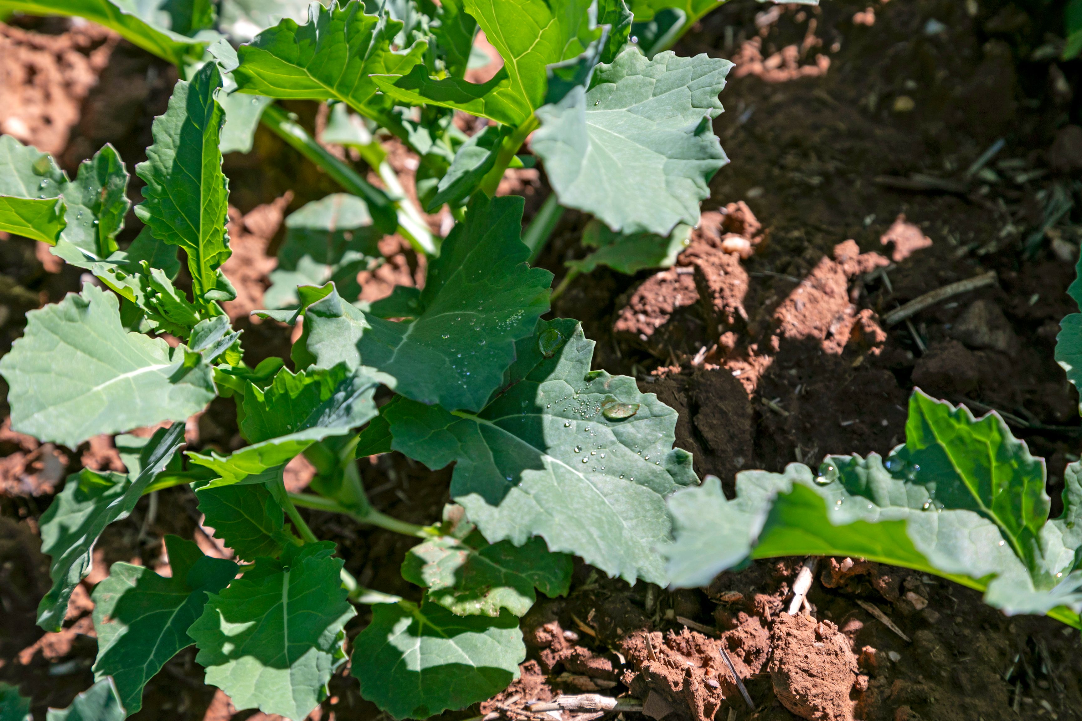 'Gum View Hills' Road, Pekina, SA 5431 Rural Mixed Farming
