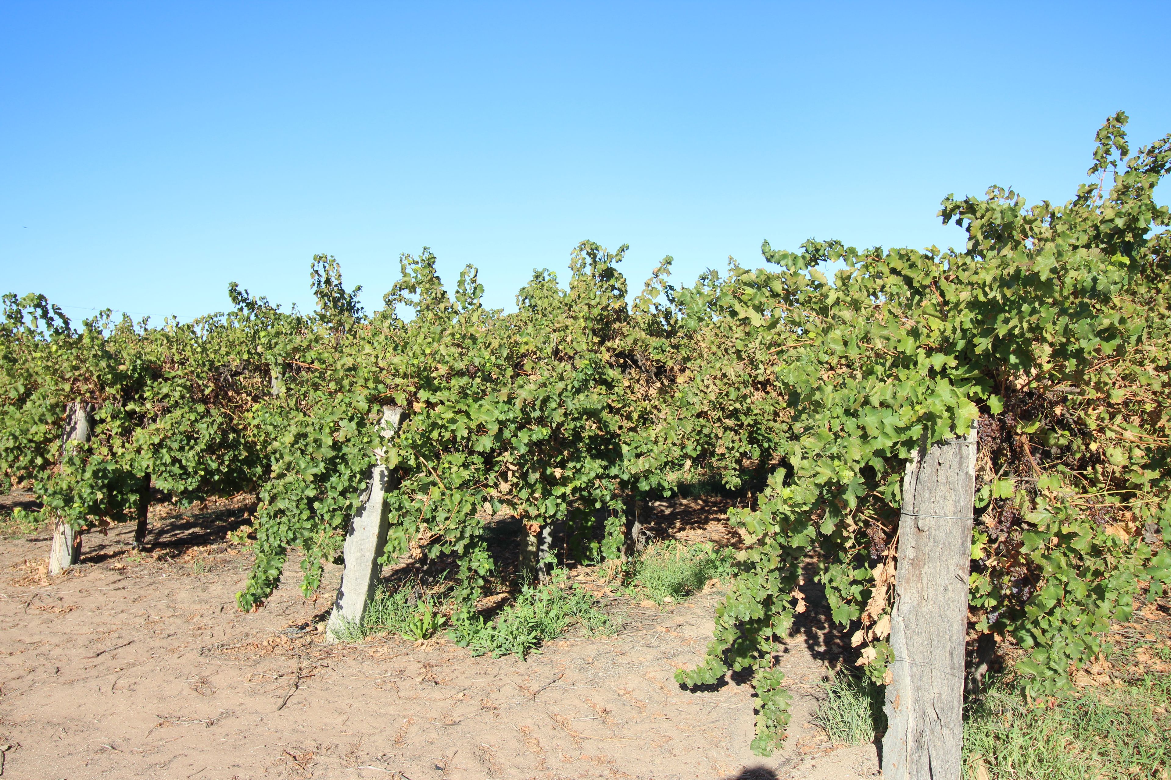 Lot 723 Begara Street, Renmark, SA 5341