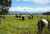 1766 Kahutara Road photo 28