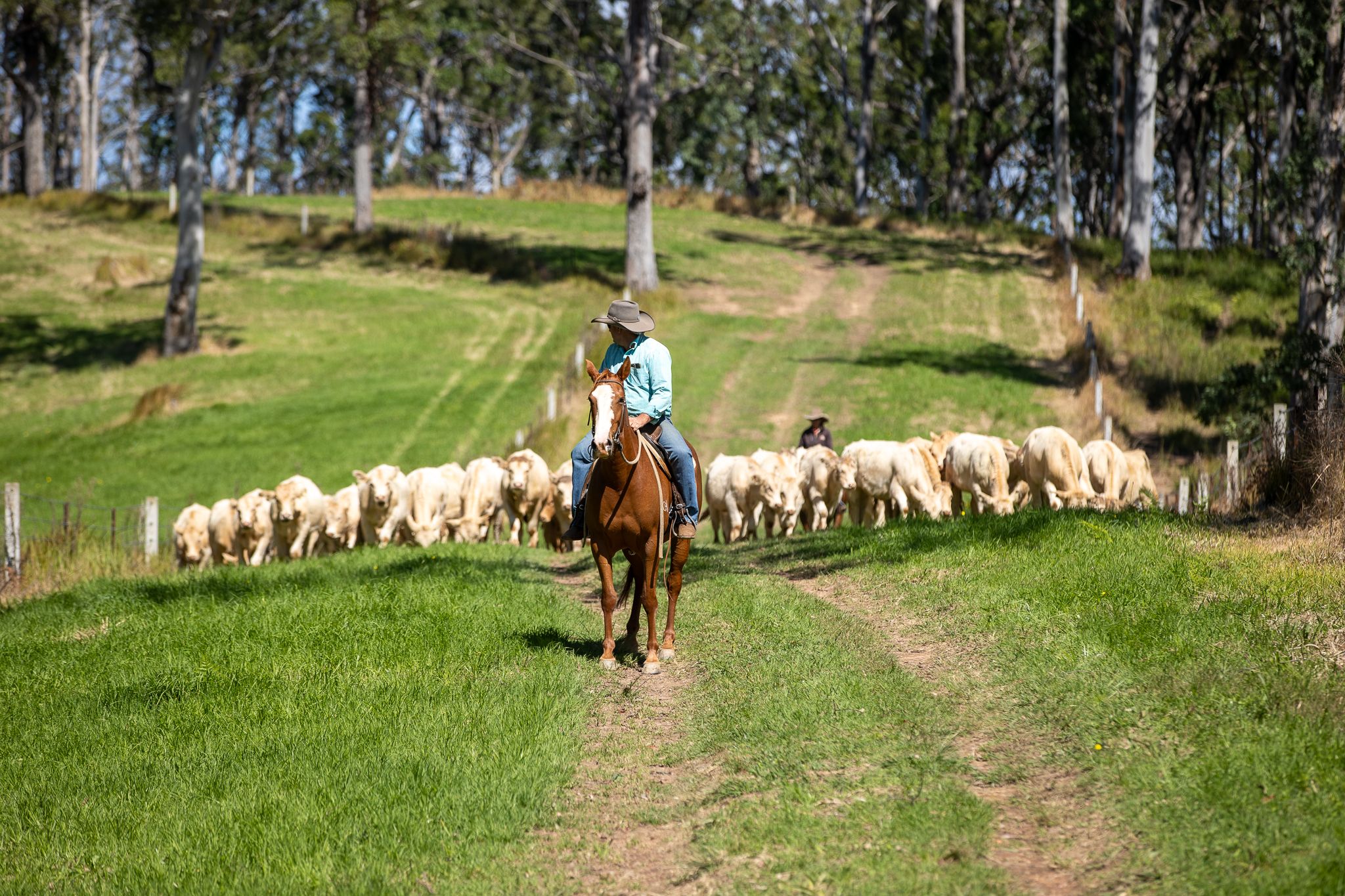 624 Deer Vale Road, Dorrigo, NSW 2453 Rural Property for Sale Ray