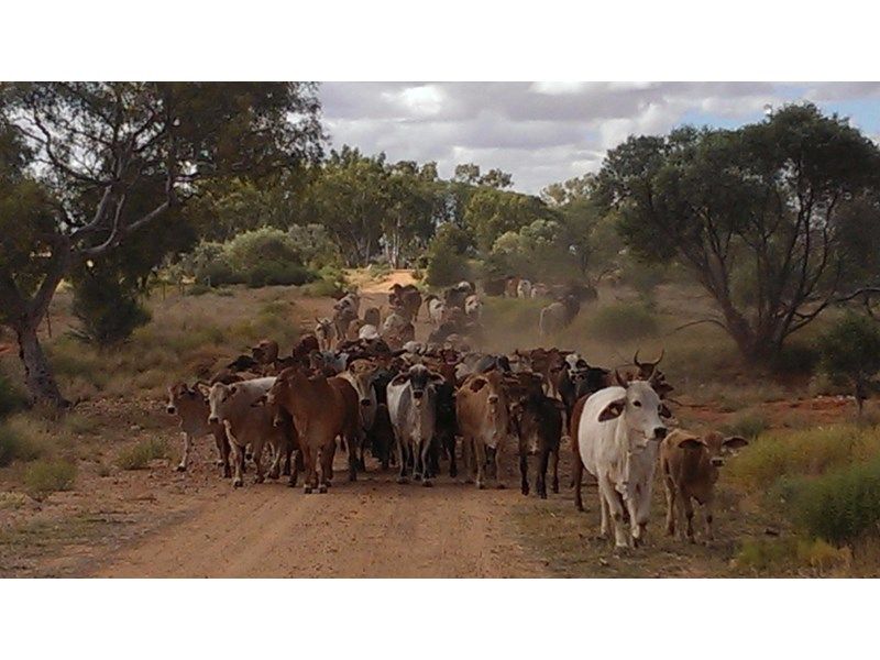 Mooloo Downs, MullewaCarnarvon Road, Gascoyne Junction, WA 6705