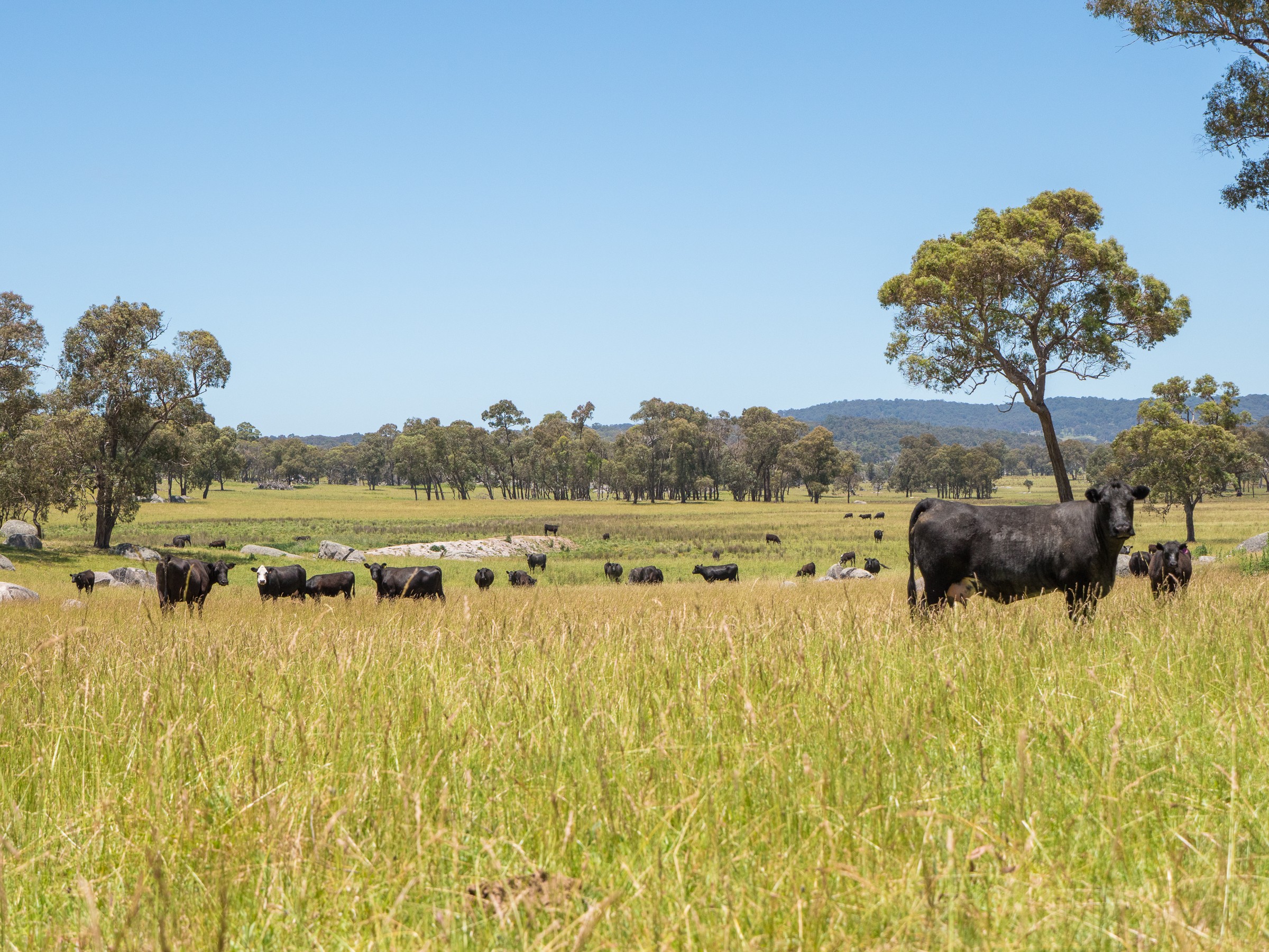 286 Mount Mitchell Road, Guyra, NSW 2365